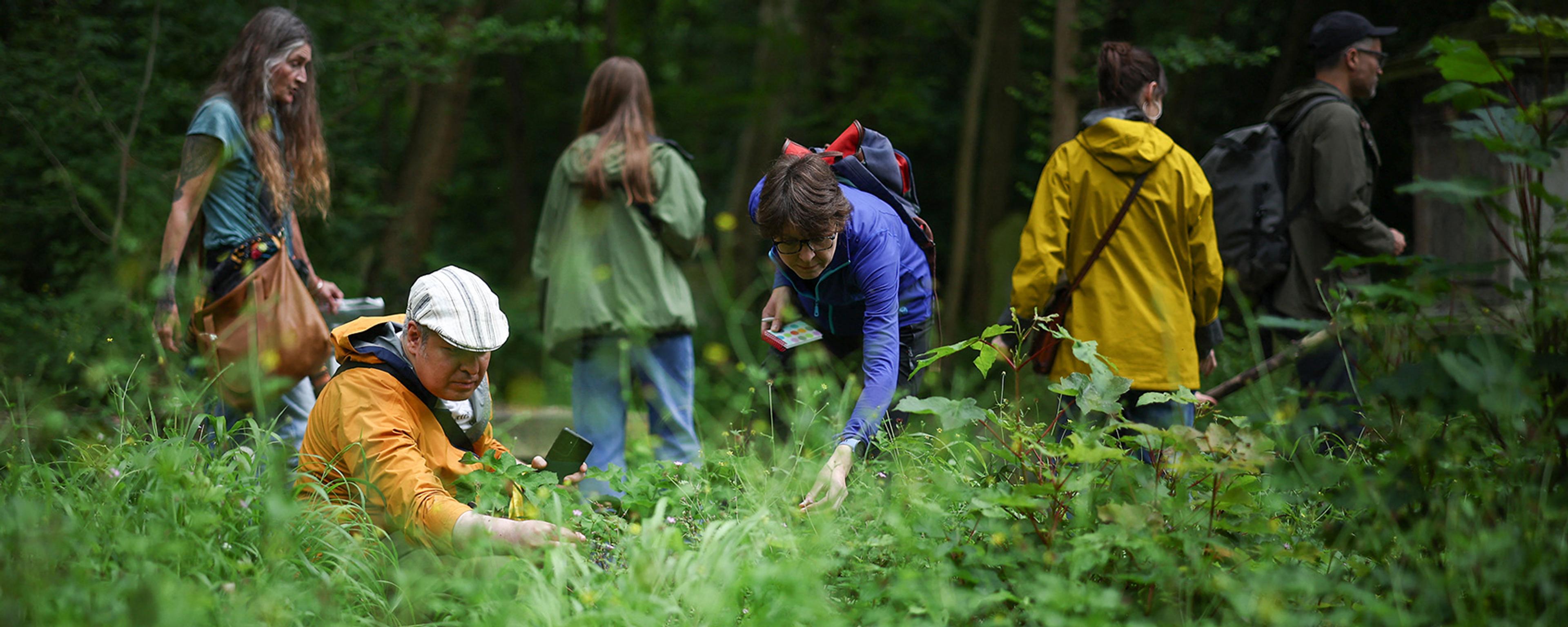 Photo of people in a forest, some kneeling and examining plants, others standing and walking, all surrounded by lush greenery.