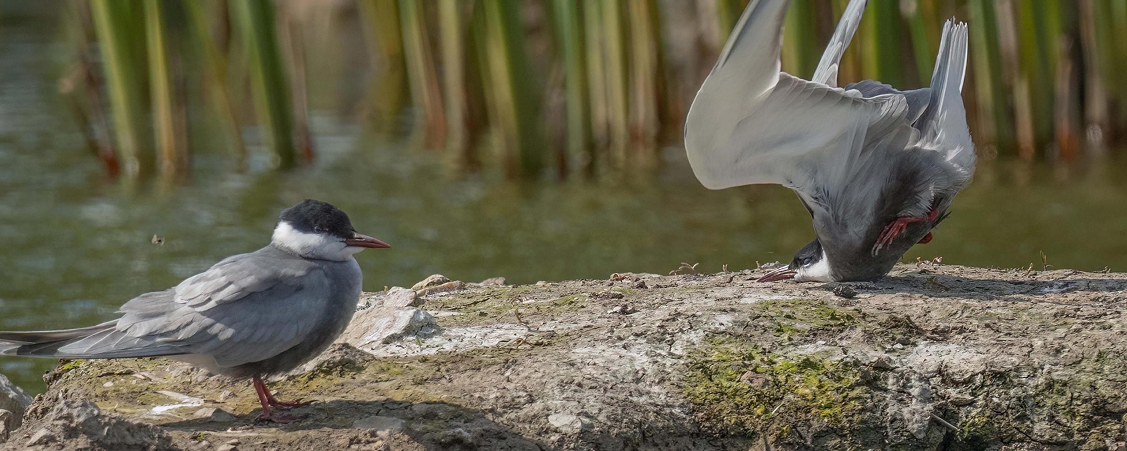 Photo of two grey birds on a rock by water, one standing and the other appearing to crash land into the rock, neck bent with wings raised; green reeds in background.