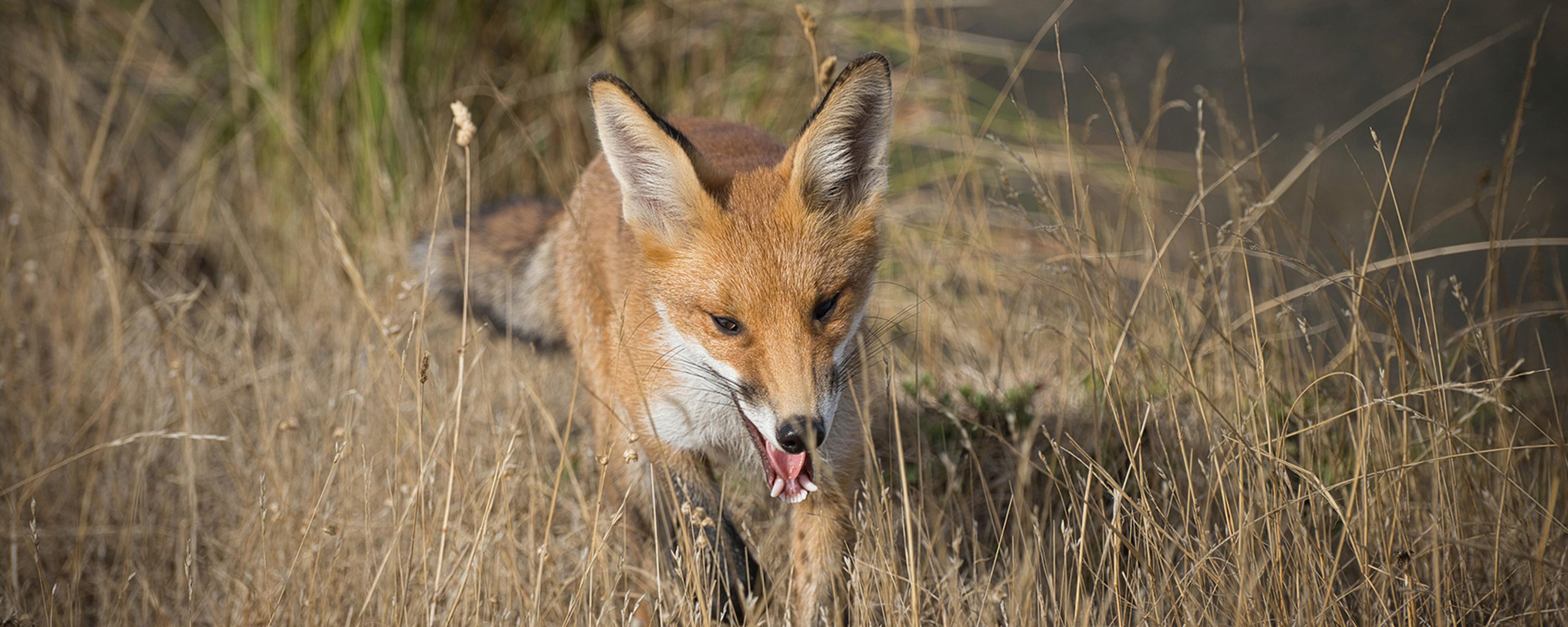 A fox walking through dry grass in a natural setting with its mouth open and ears perked up.
