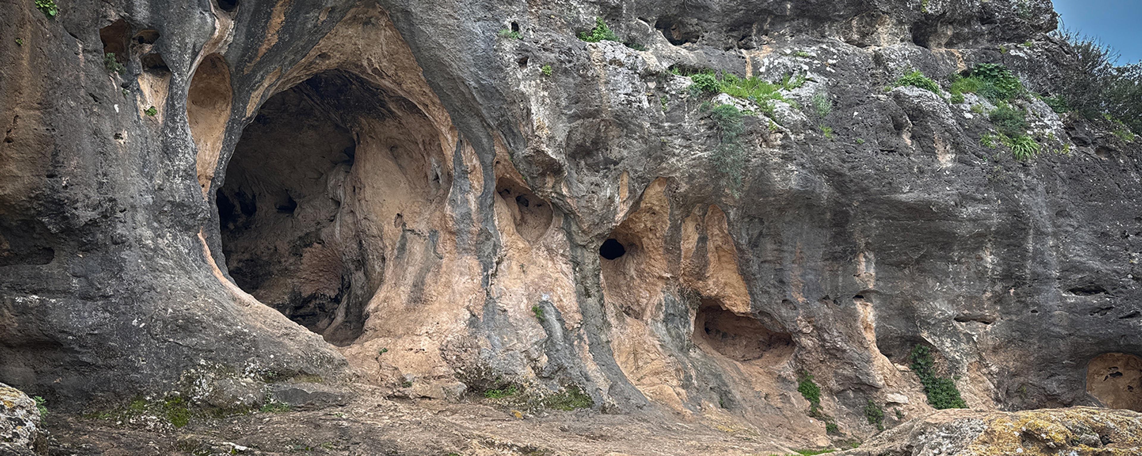 A rocky cliff with natural caves and green vegetation growing on the surface.