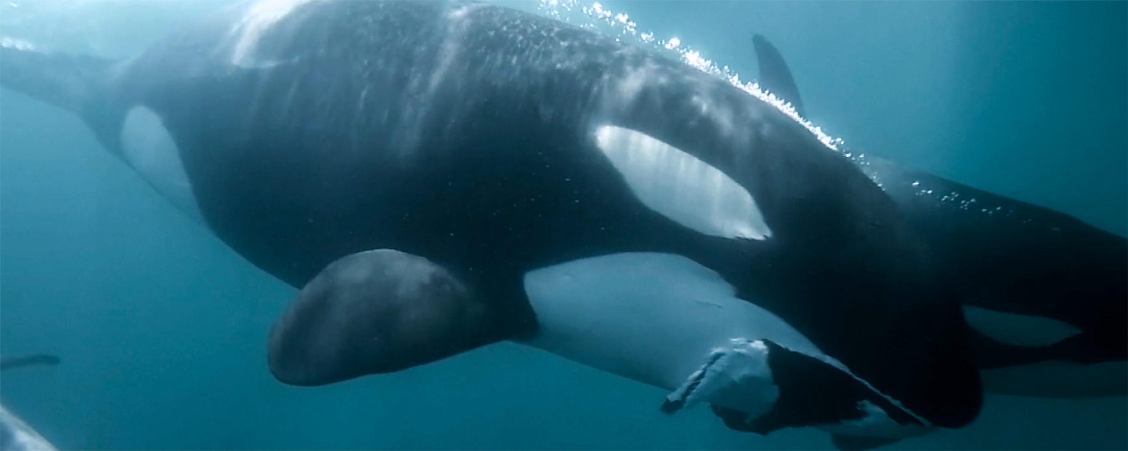 Video of orcas swimming underwater displaying distinctive black-and-white patterns in a serene blue ocean environment.