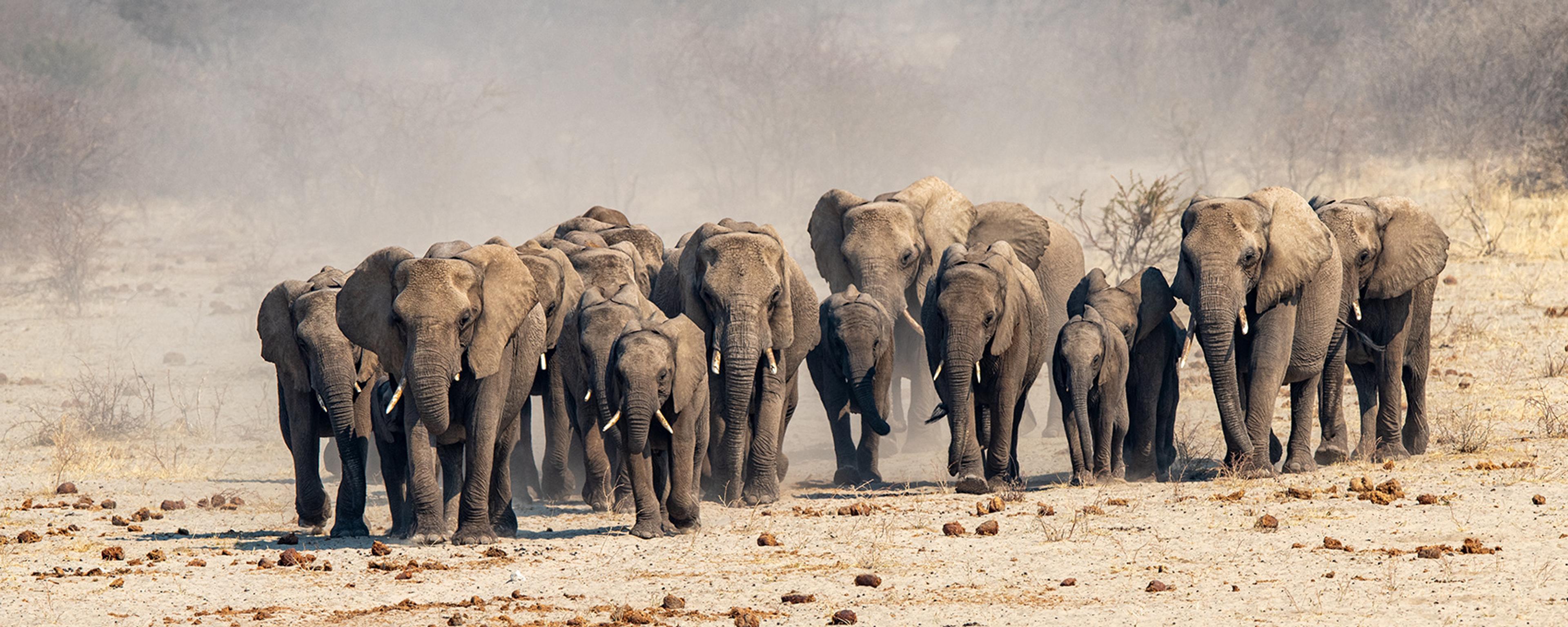 A herd of elephants walking through a dusty landscape with a blurred background of trees and bushes.