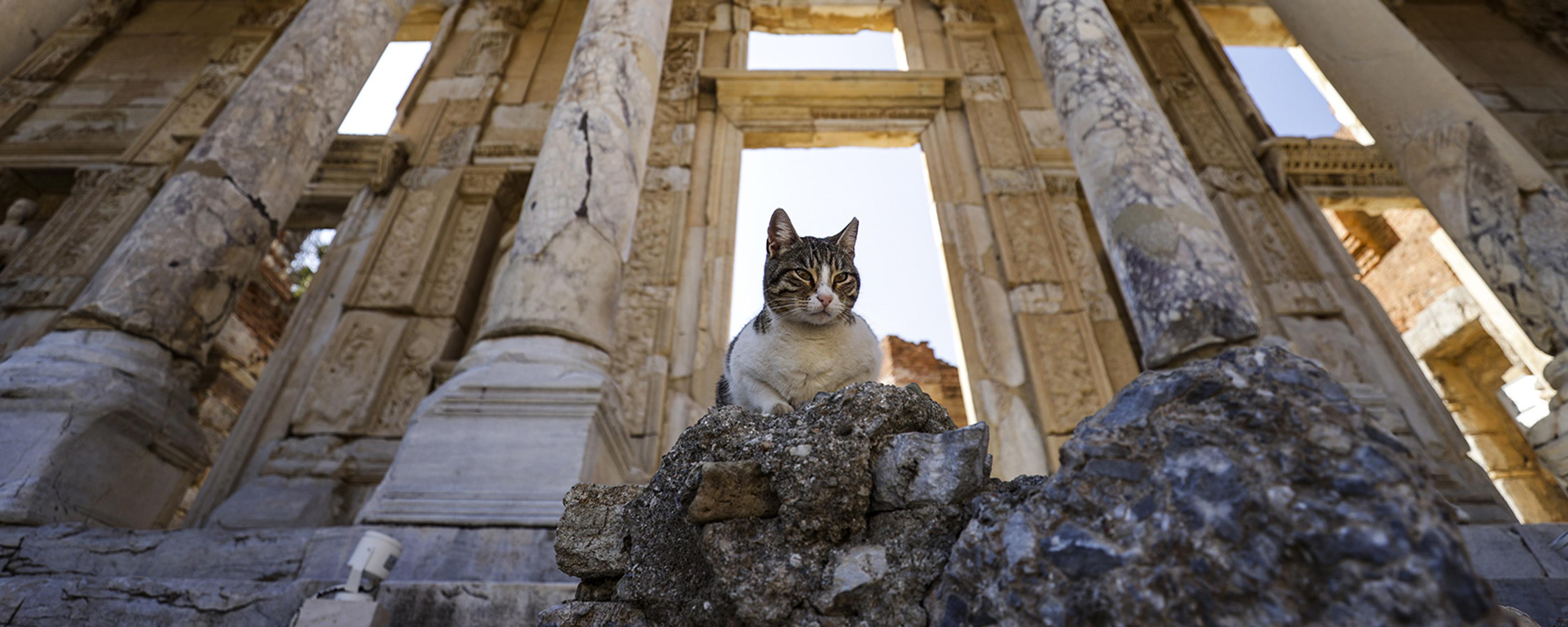 A cat sitting on ancient ruins with tall columns under a clear blue sky.