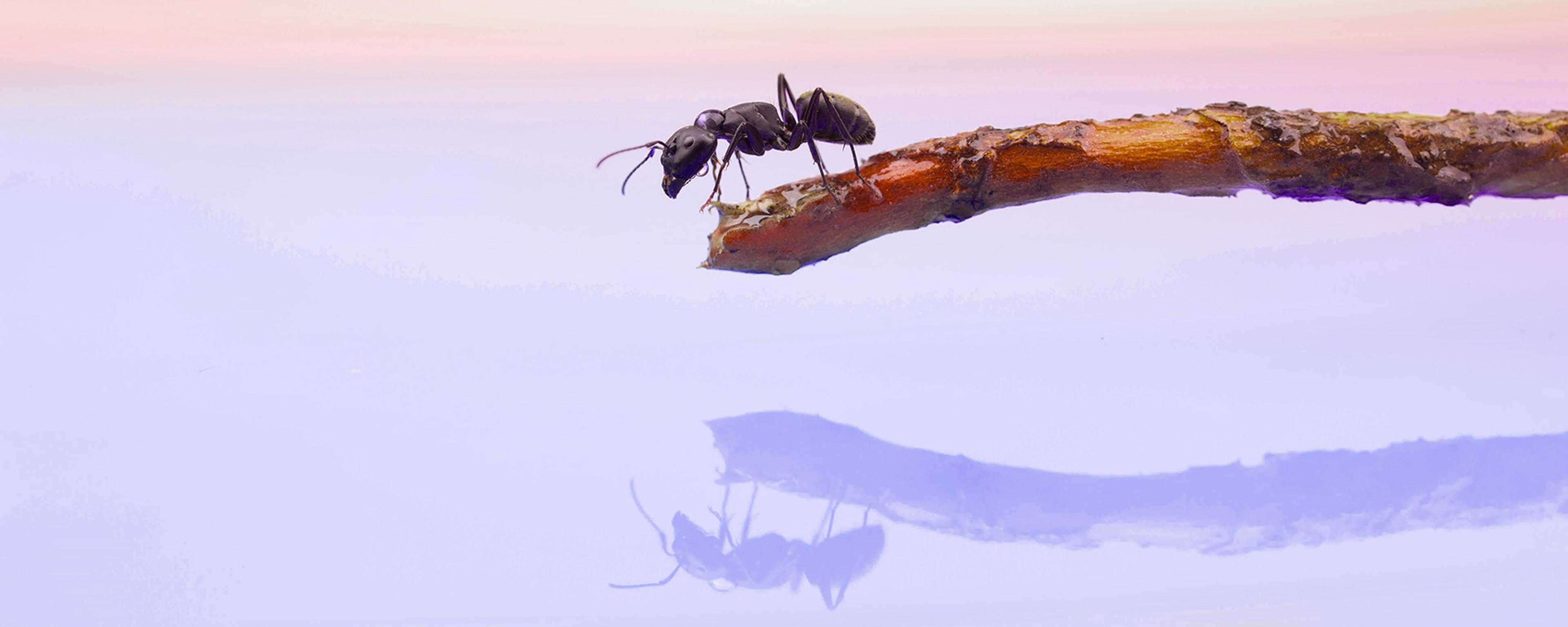 An ant on a twig against a pastel pink and purple background with its reflection on a glossy surface.