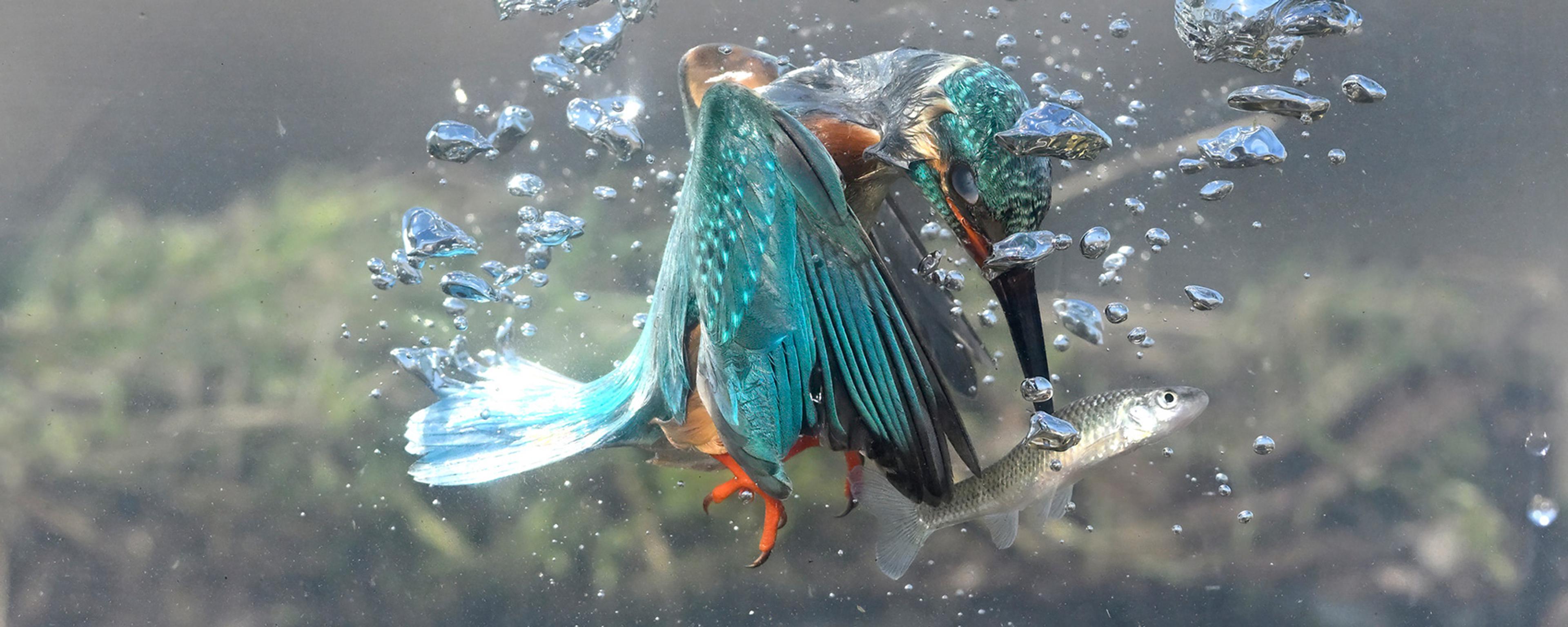 A kingfisher underwater catching a fish amid rising bubbles.