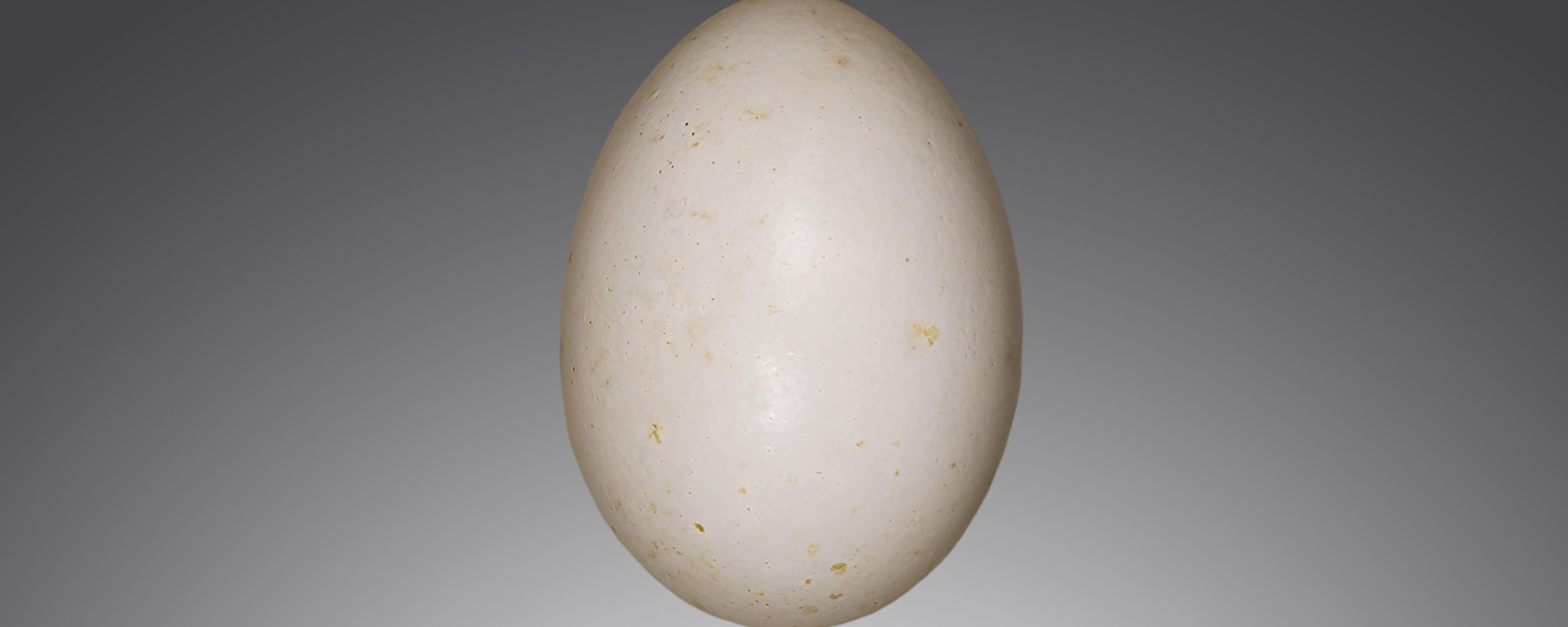 A passenger pigeon egg against a gradient background with a handwritten label in French detailing its origin.