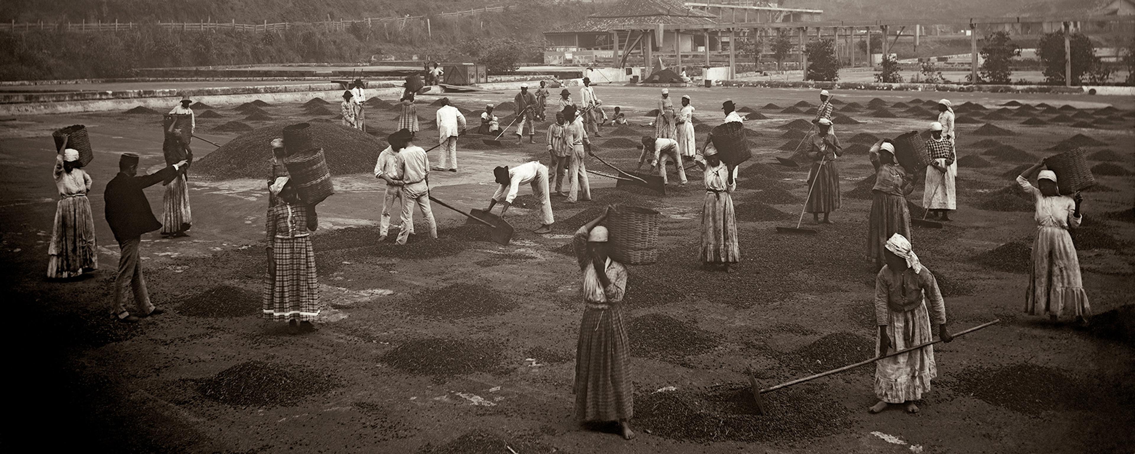 Sepia-toned photo of people labouring on a plantation with baskets and tools, set against a backdrop of hills and buildings.