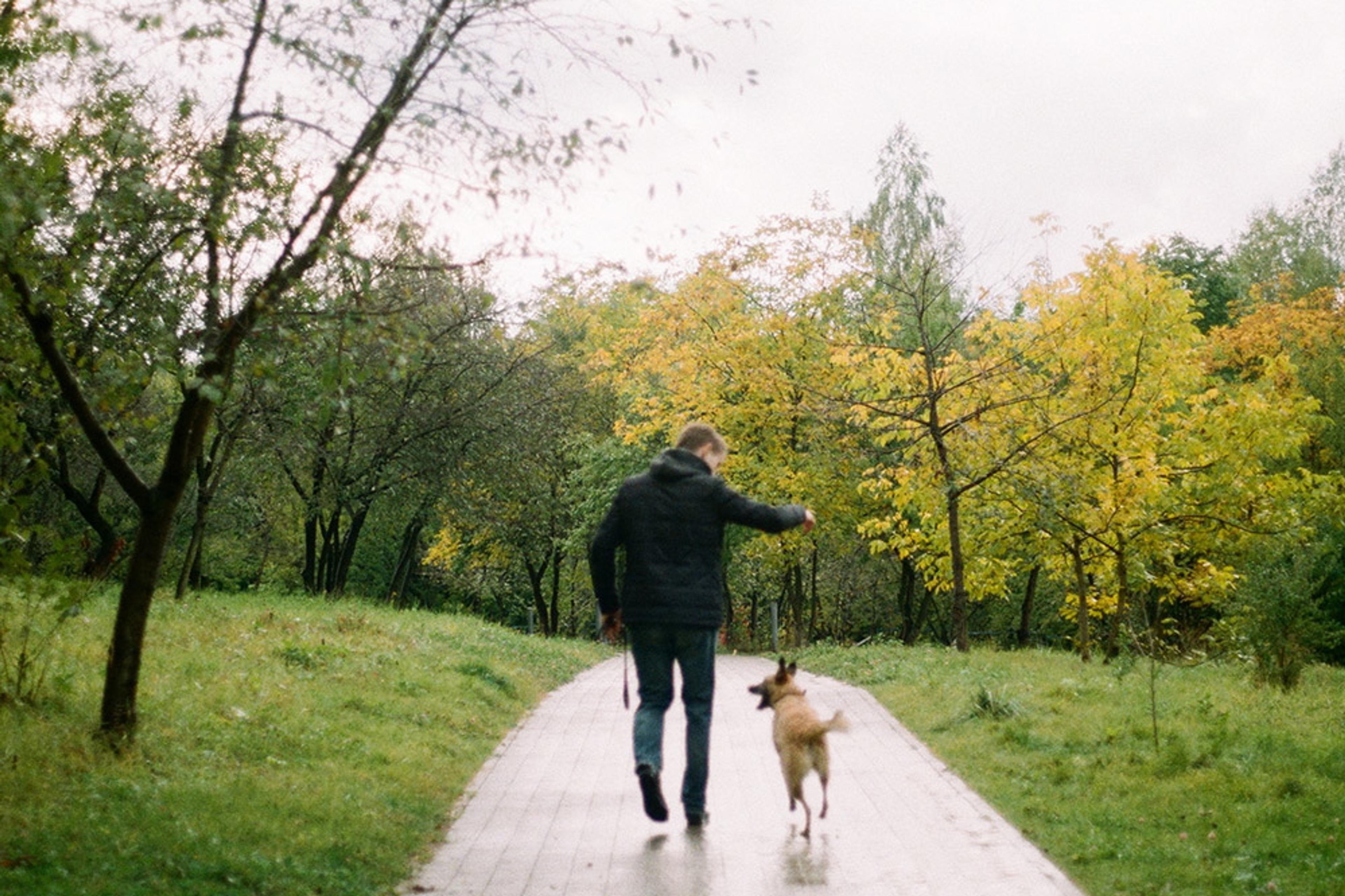 Photo of a person walking a dog on a path in a park with green grass and autumn trees.