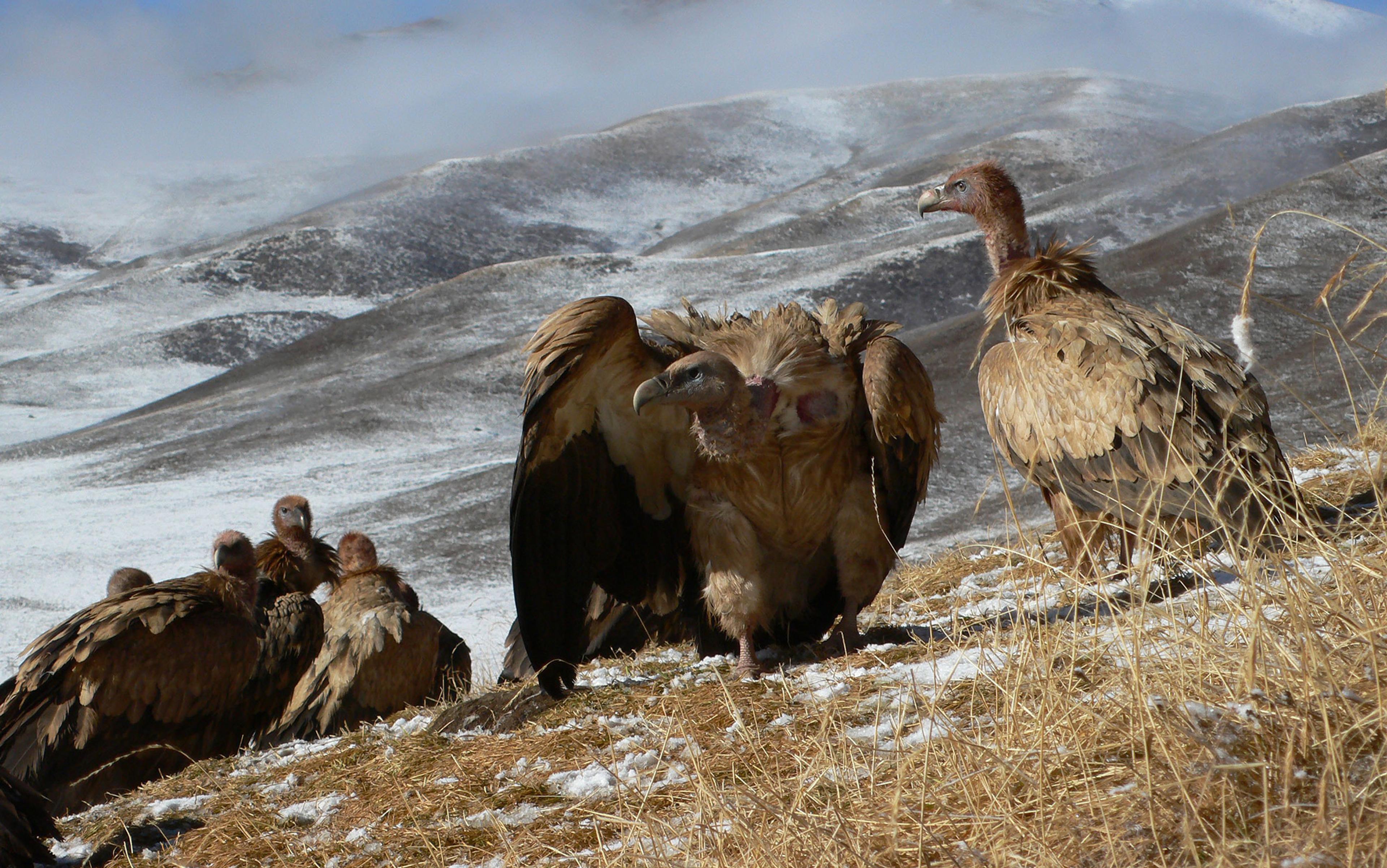 Vultures standing on dry grass with snowy hills in the background under a clear sky.