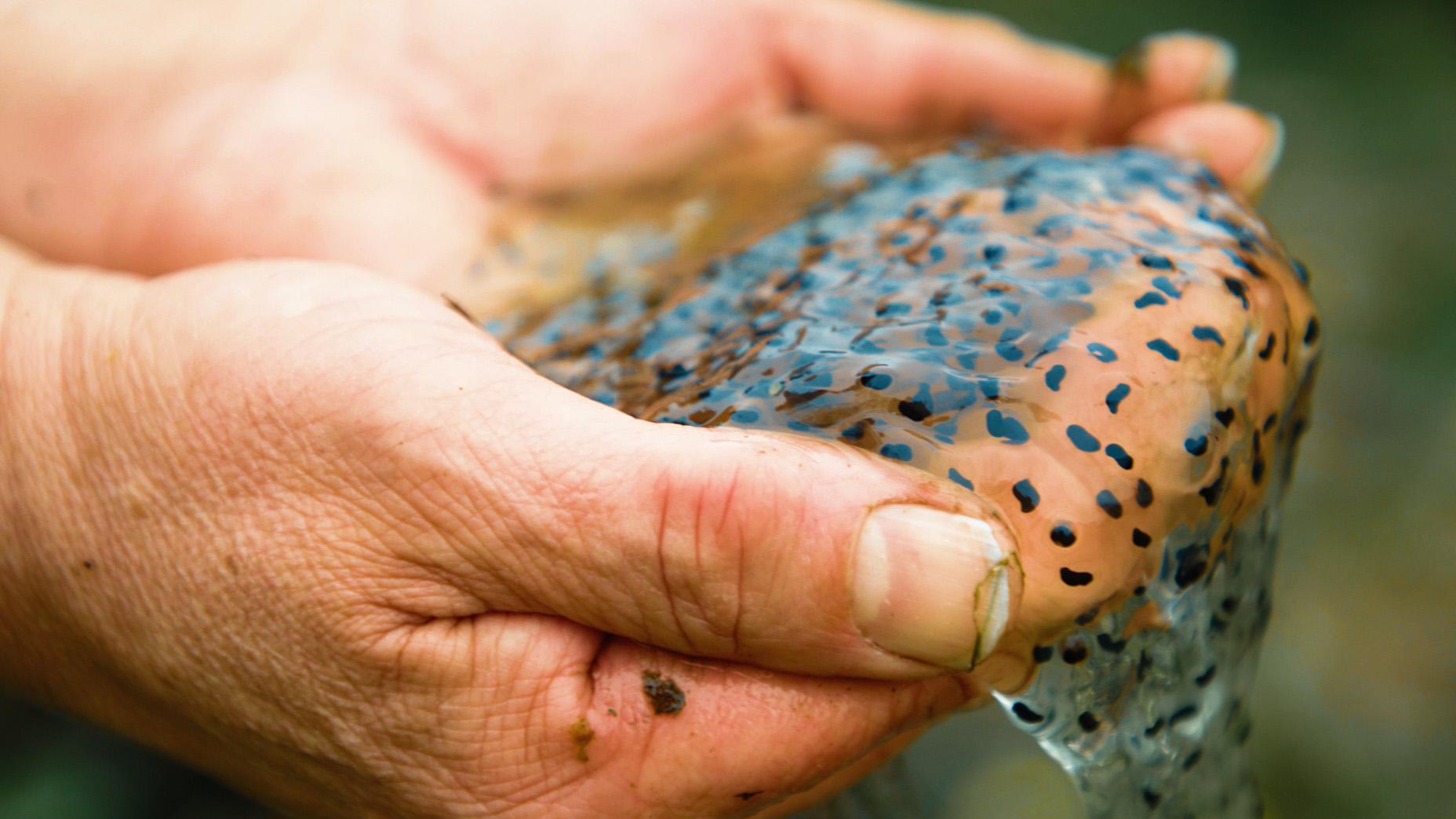 Close-up of hands holding clear frogspawn with visible black eggs in a natural outdoor setting.