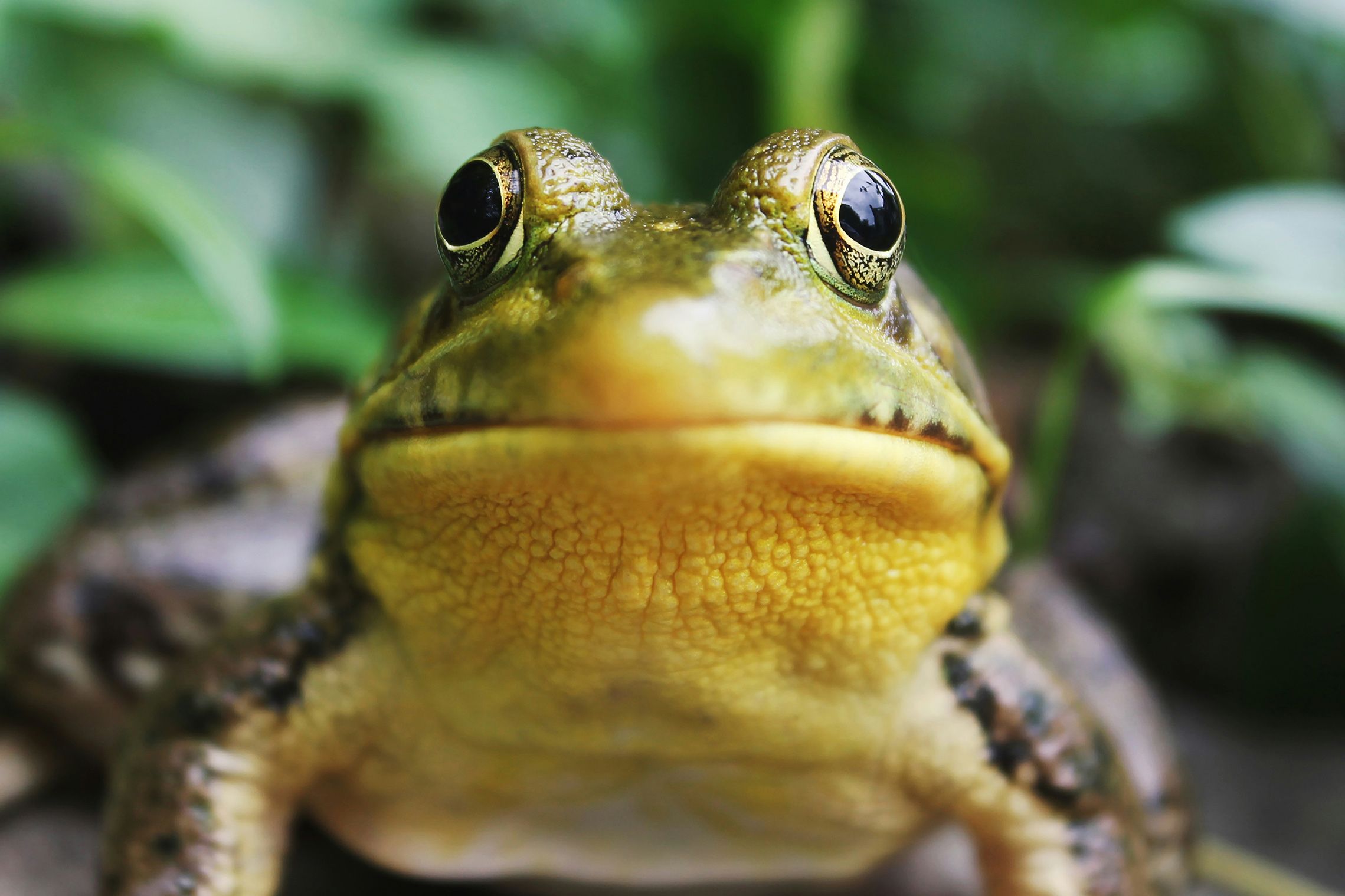 A frog close-up, showing its face and bulging eyes with blurred green foliage in the background.