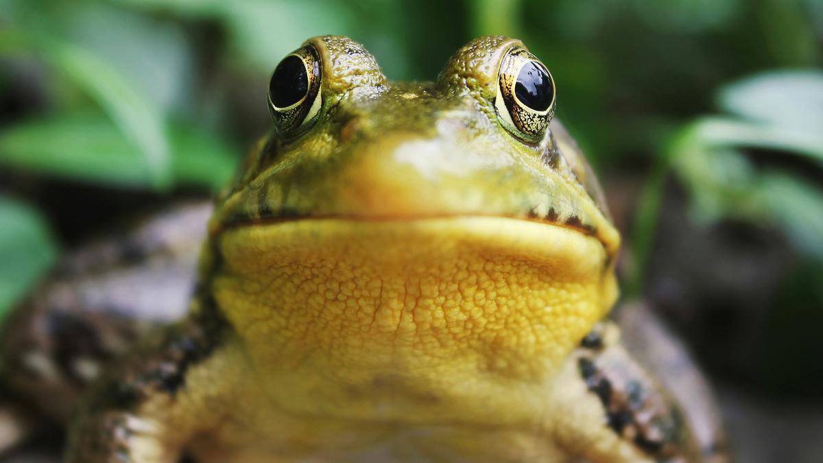 A frog close-up, showing its face and bulging eyes with blurred green foliage in the background.