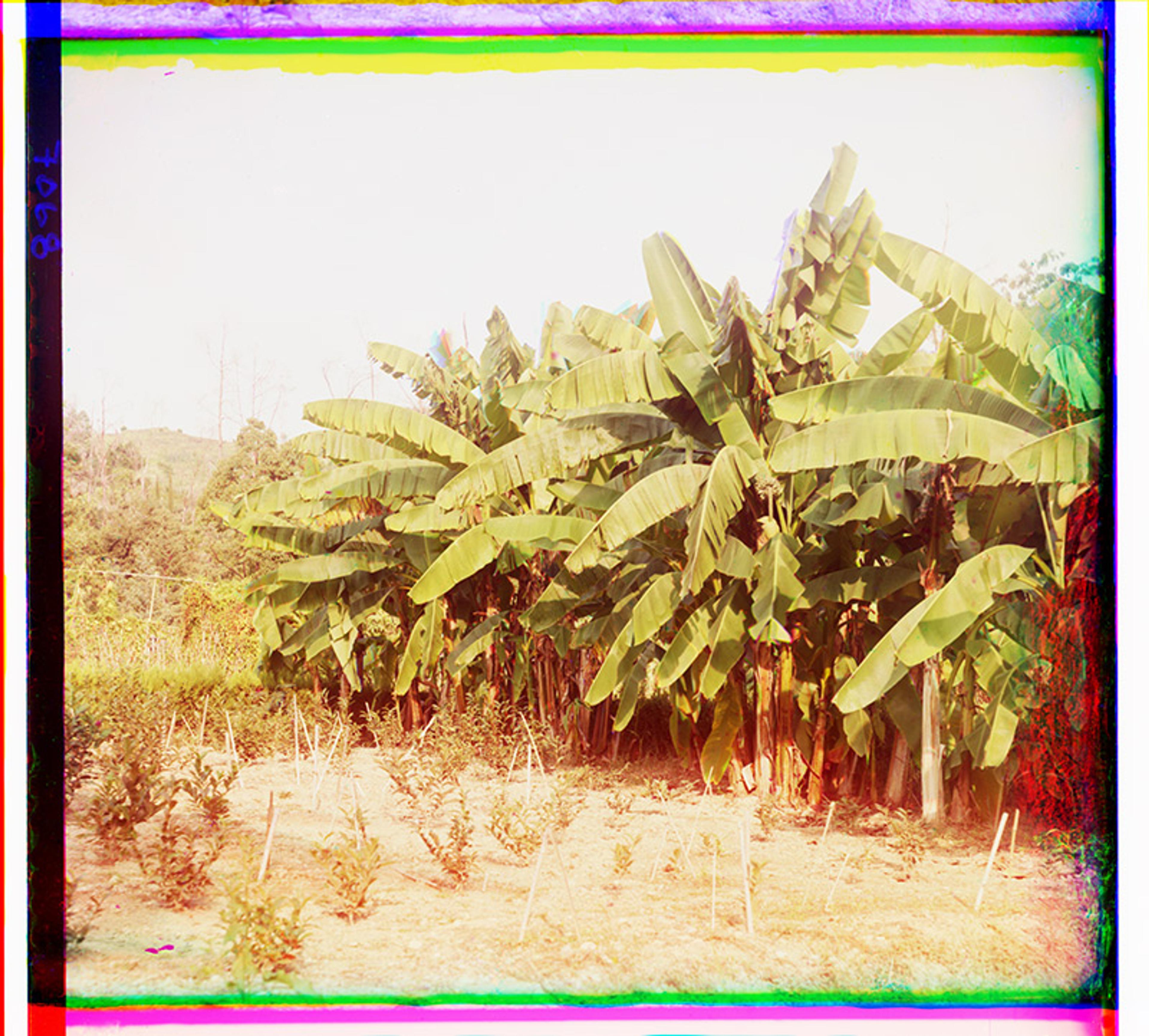 Vintage photograph of a banana plantation with large green banana plants in a row and sparse vegetation in the foreground.