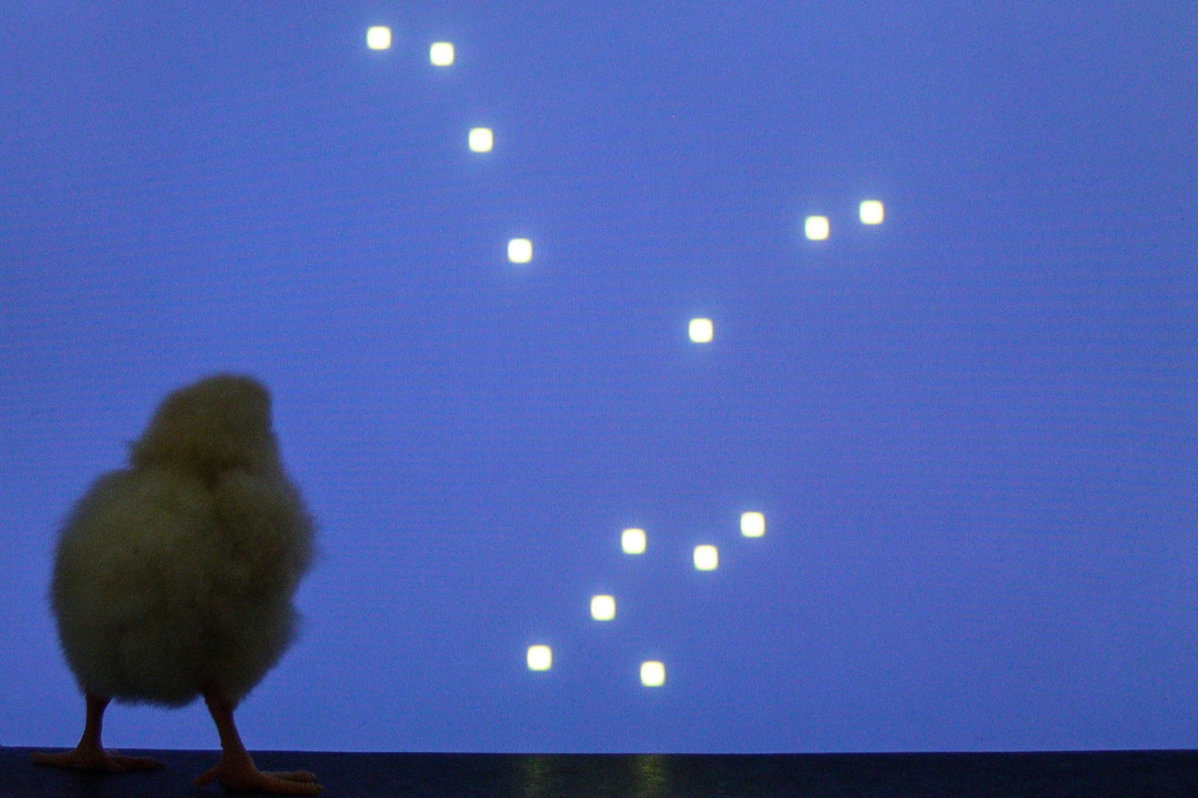 Photo of a chick facing a blue screen with white squares arranged randomly, resembling stars in the sky.