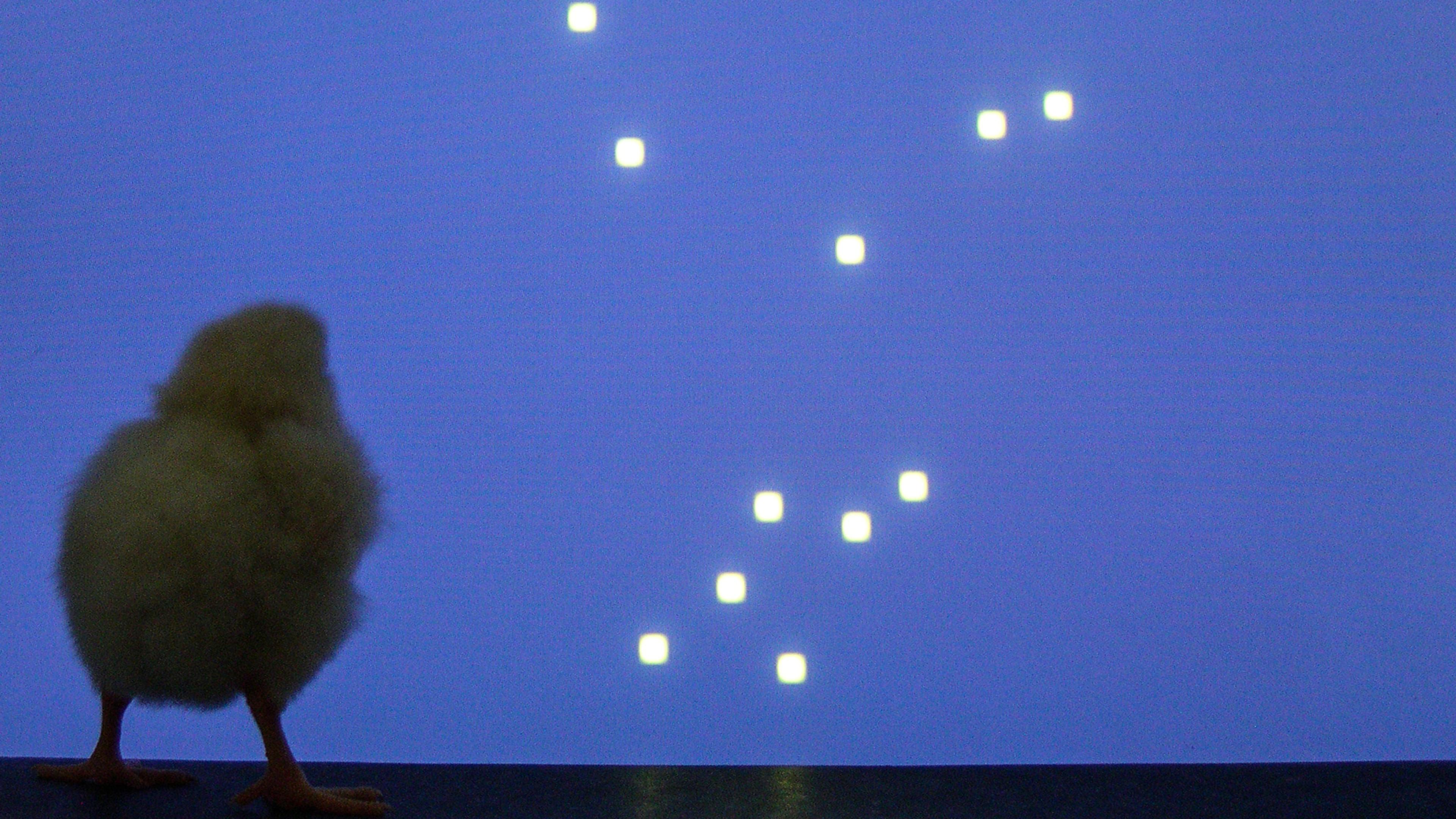 Photo of a chick facing a blue screen with white squares arranged randomly, resembling stars in the sky.