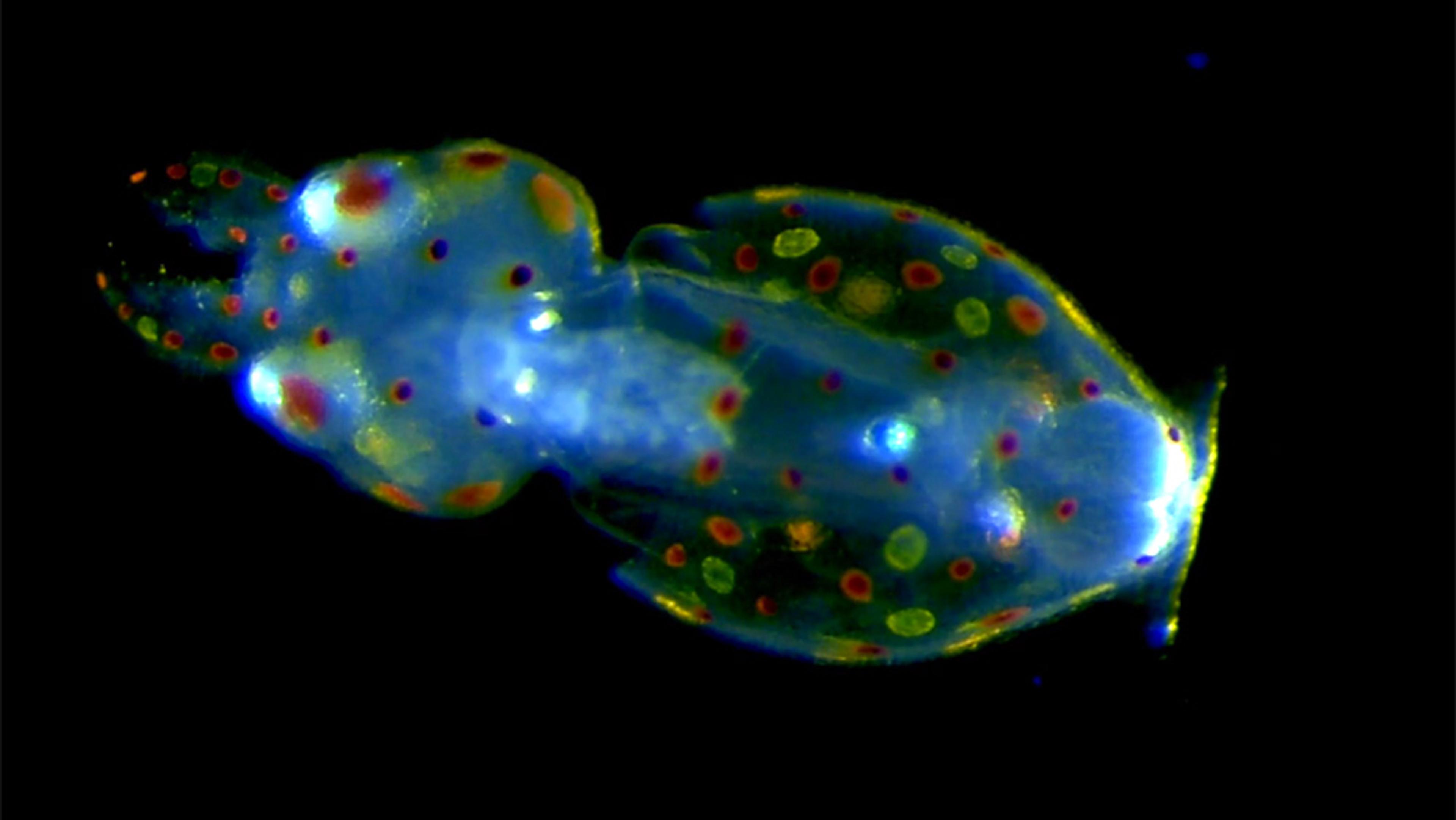Photo of a bioluminescent marine organism with blue and green hues, adorned with red and yellow spots, against a dark background