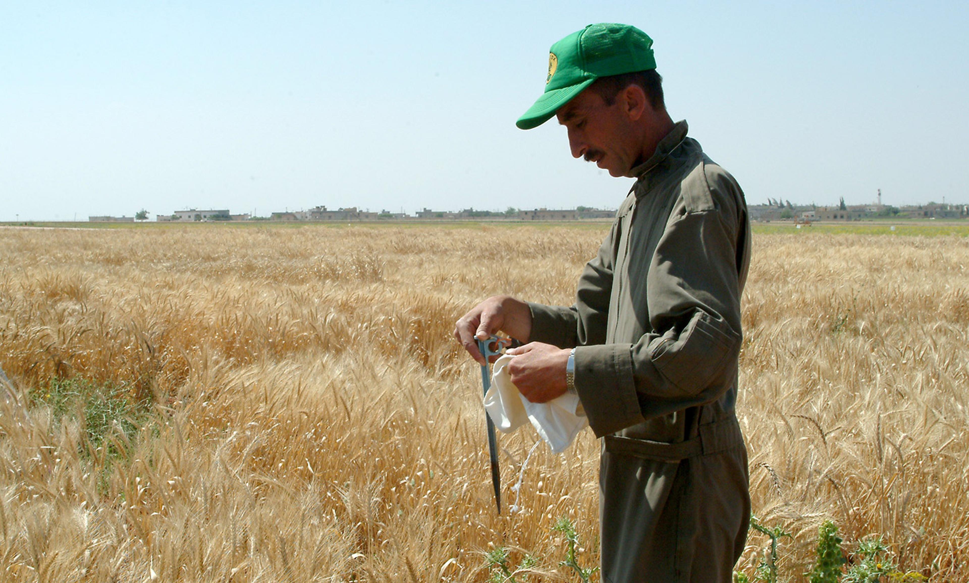 <p><em>Photo courtesy ICARDA-Science for Better Livelihoods in Dry Areas</em></p>