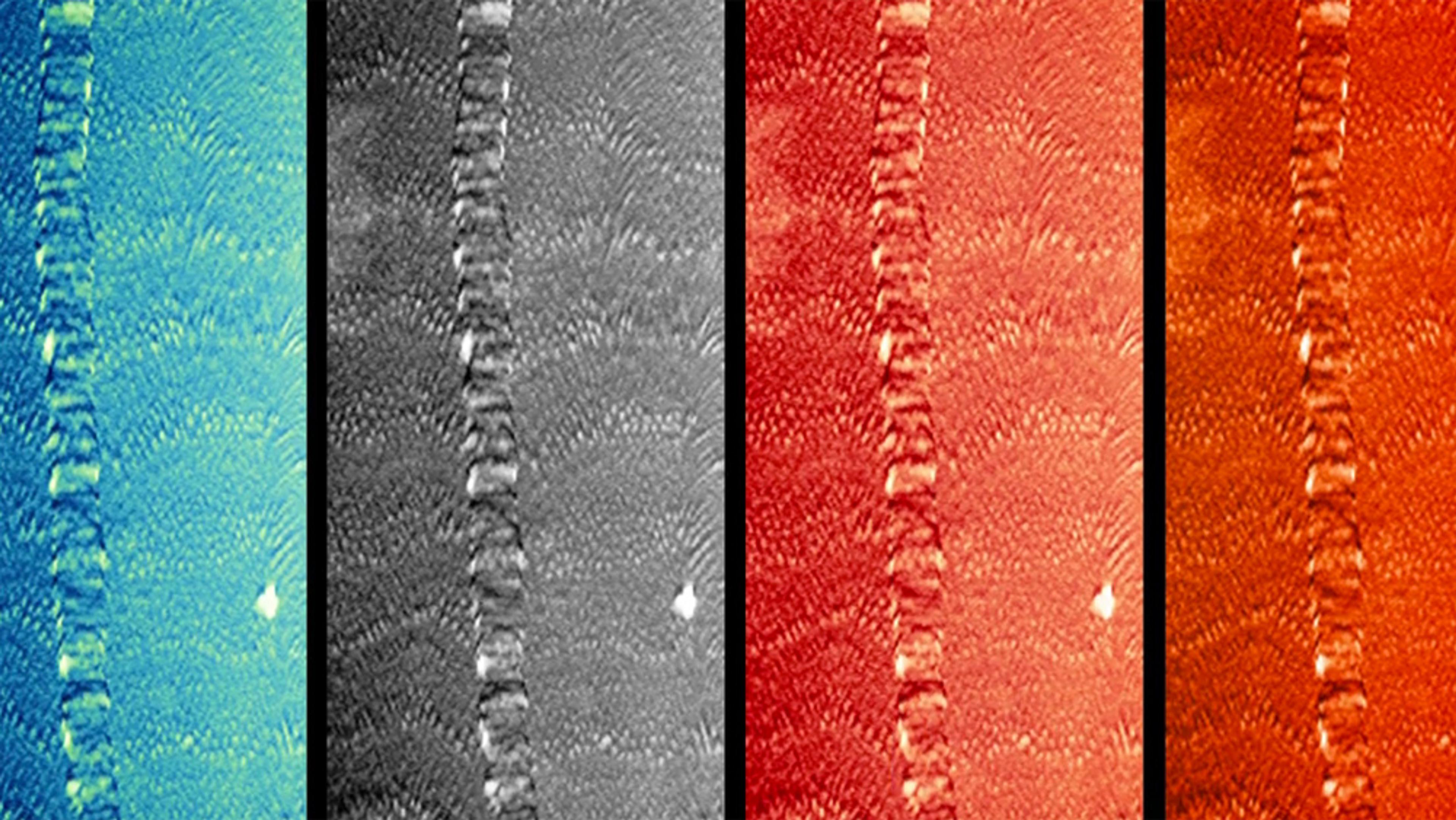 Four vertical panels showing the same coral texture in blue, greyscale, red and orange, separated by black lines.