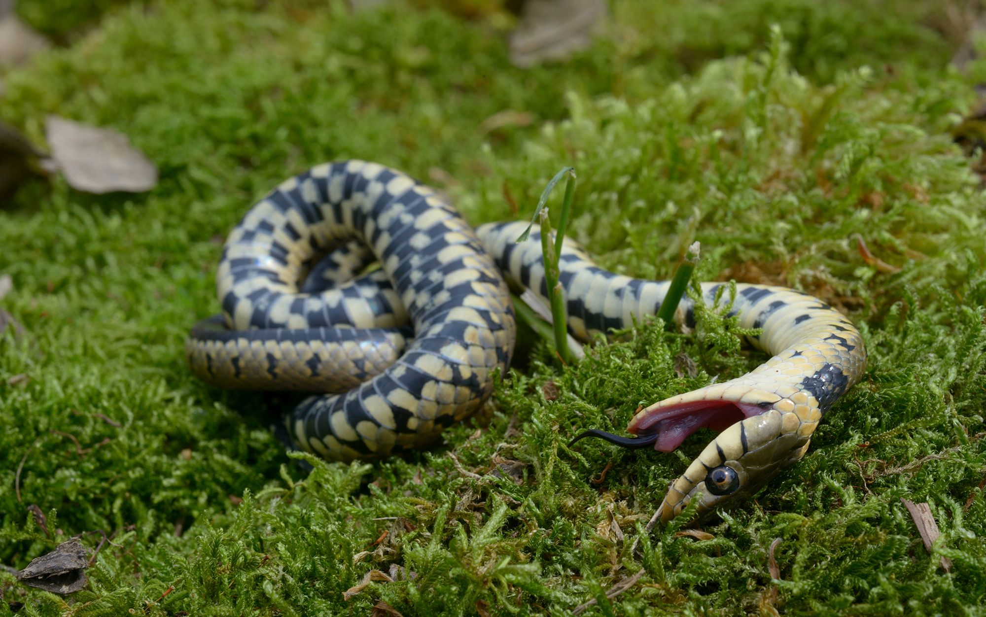 A Grass Snake Plays Dead on a Cold Autumn Day