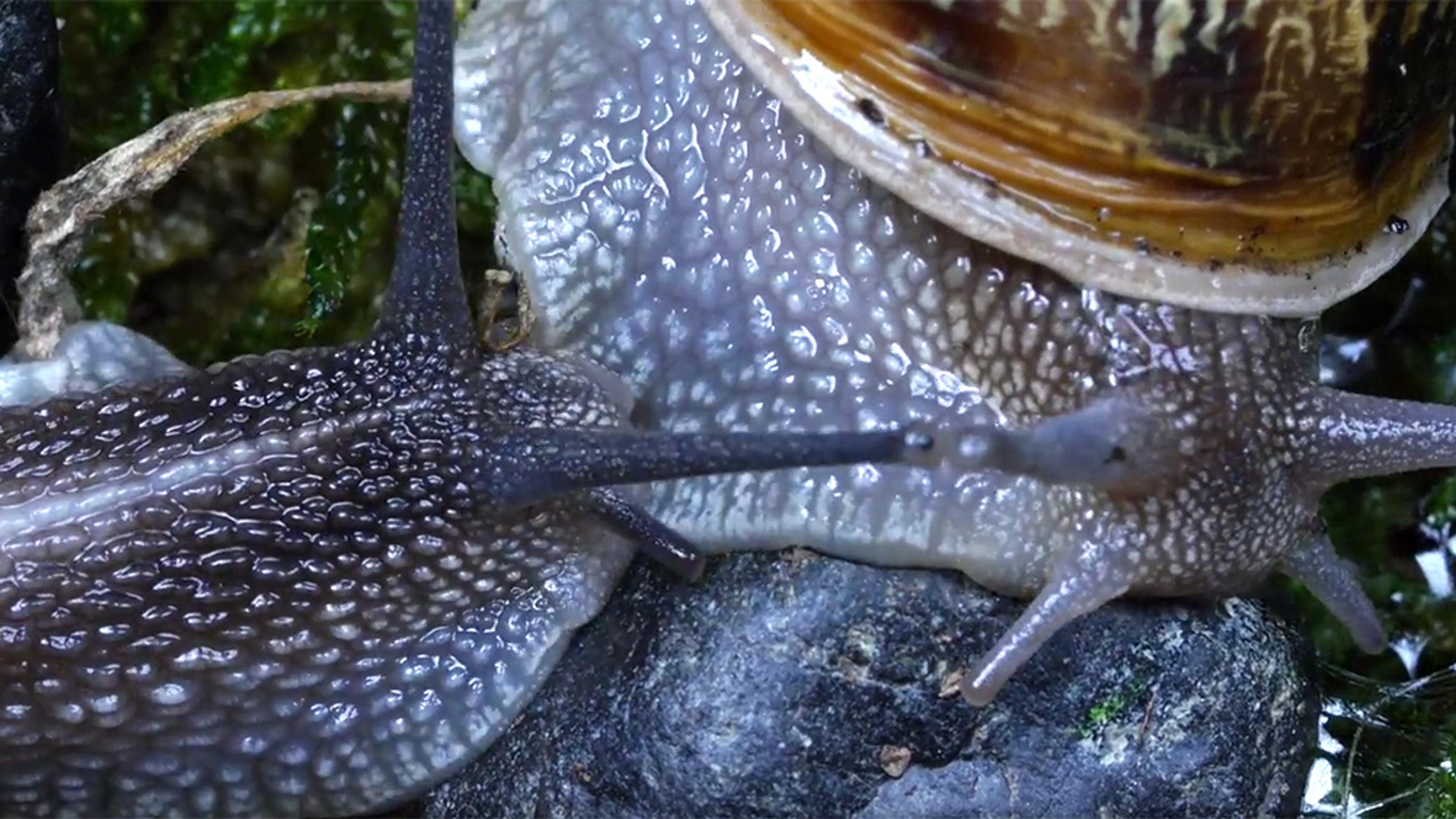 Slime trails and ‘love darts’ – on the strange, slow skirmishes of snail  sex | Aeon Videos