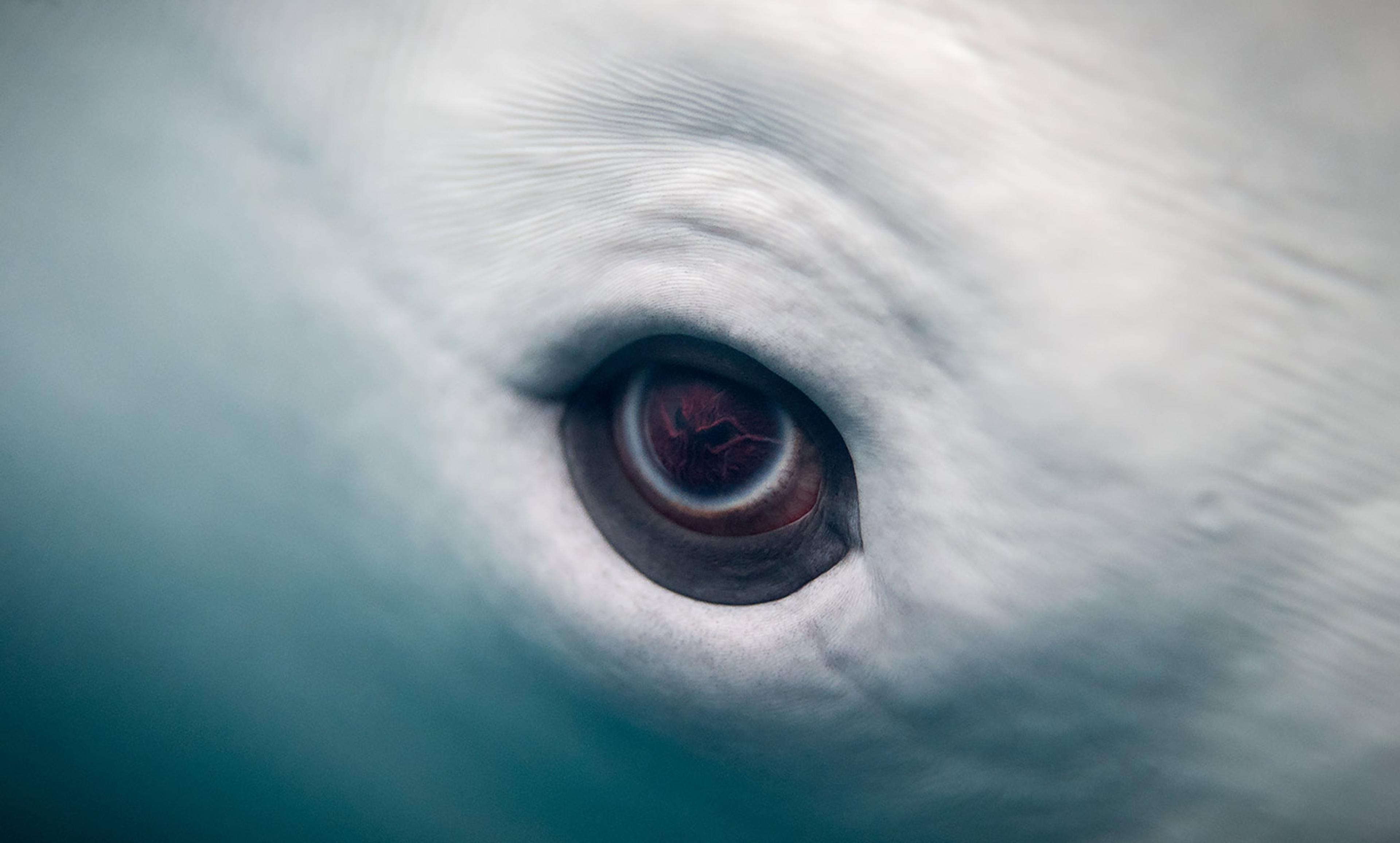 <p>The eye of the Beluga whale. <em>Eric Kilby/Flickr</em></p>
