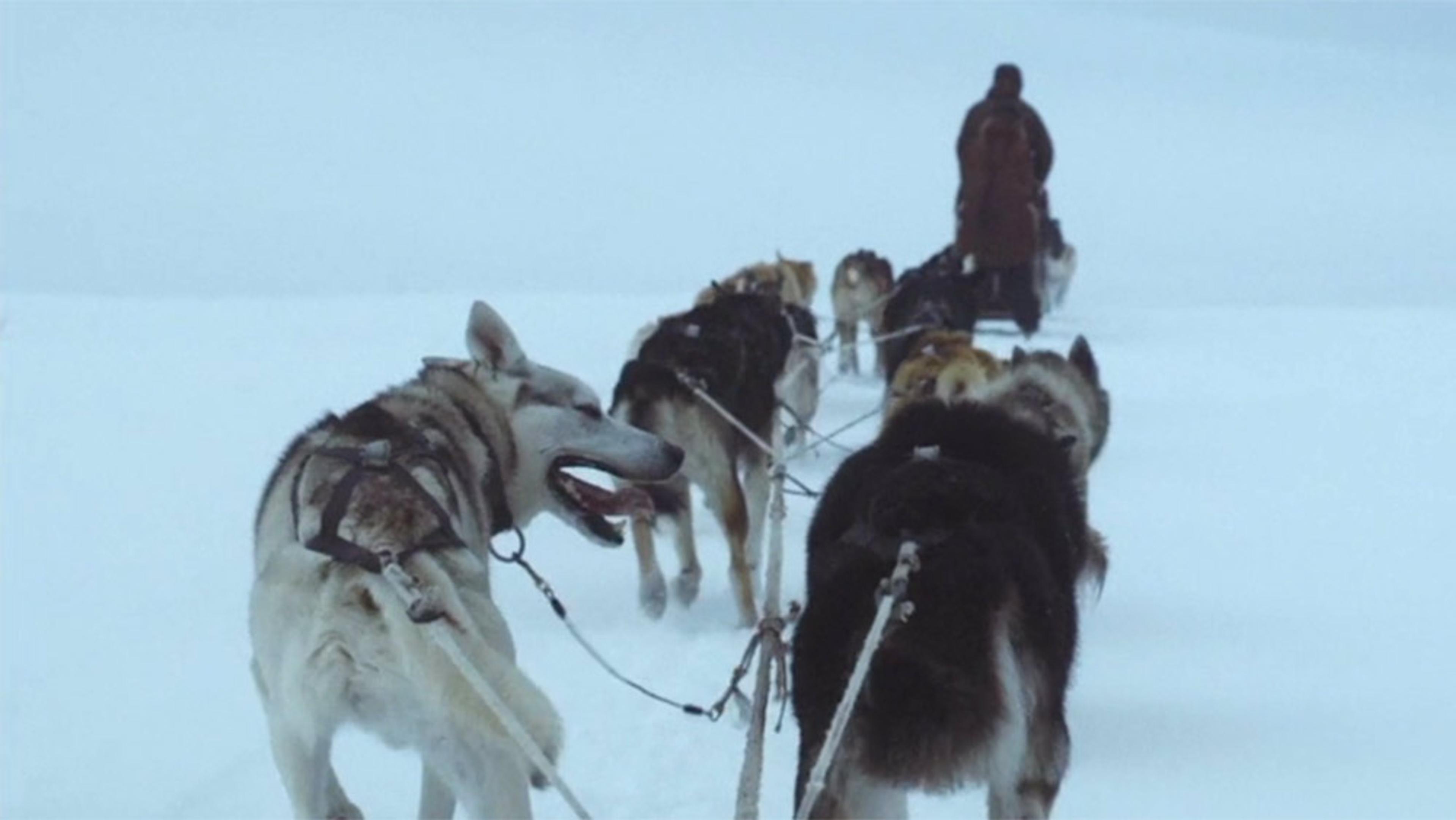 A person on a sled being pulled by Siberian huskies through a snowy landscape, viewed from behind the sled team.