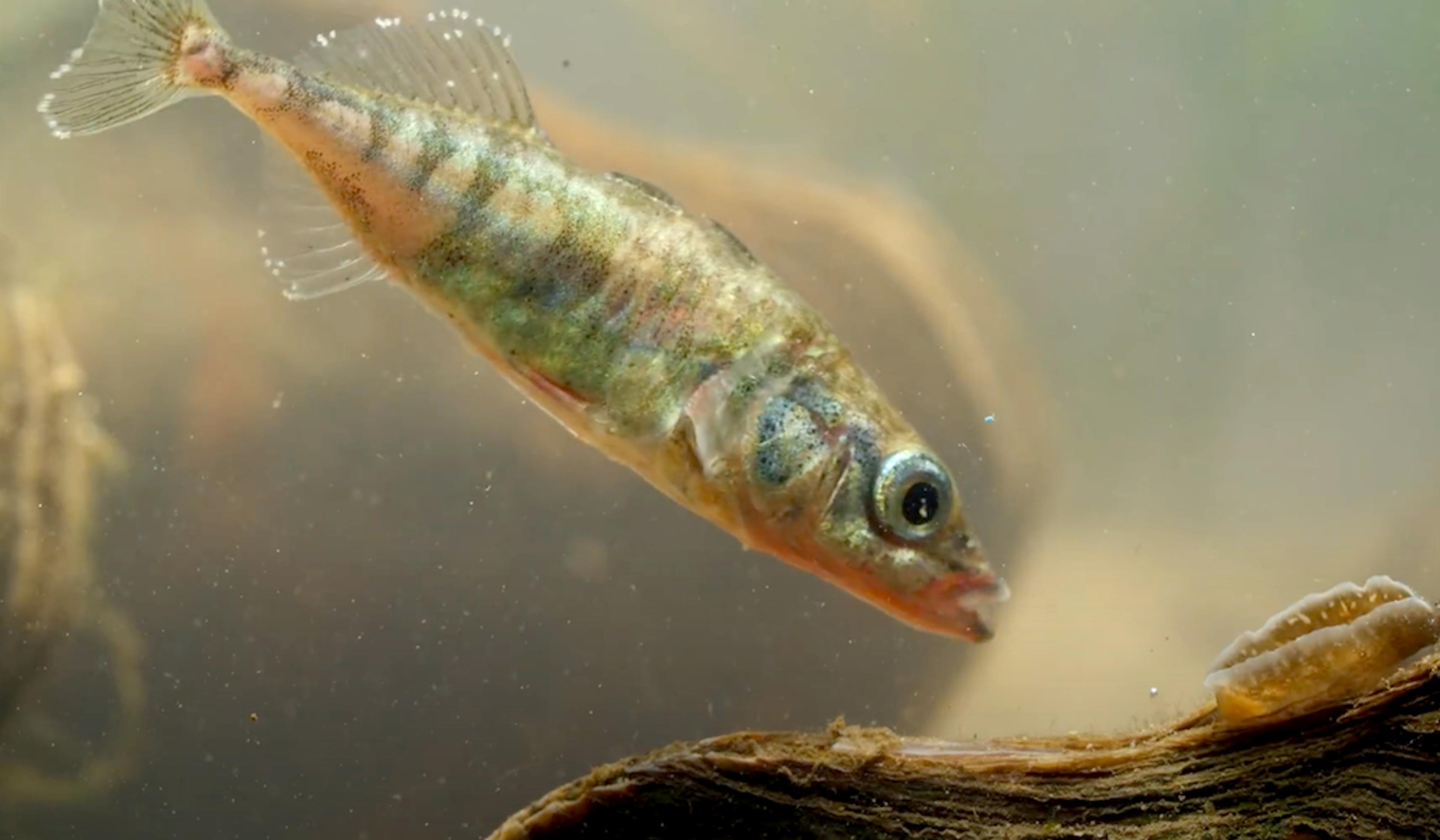 A small, colourful fish swimming underwater against a blurred background.