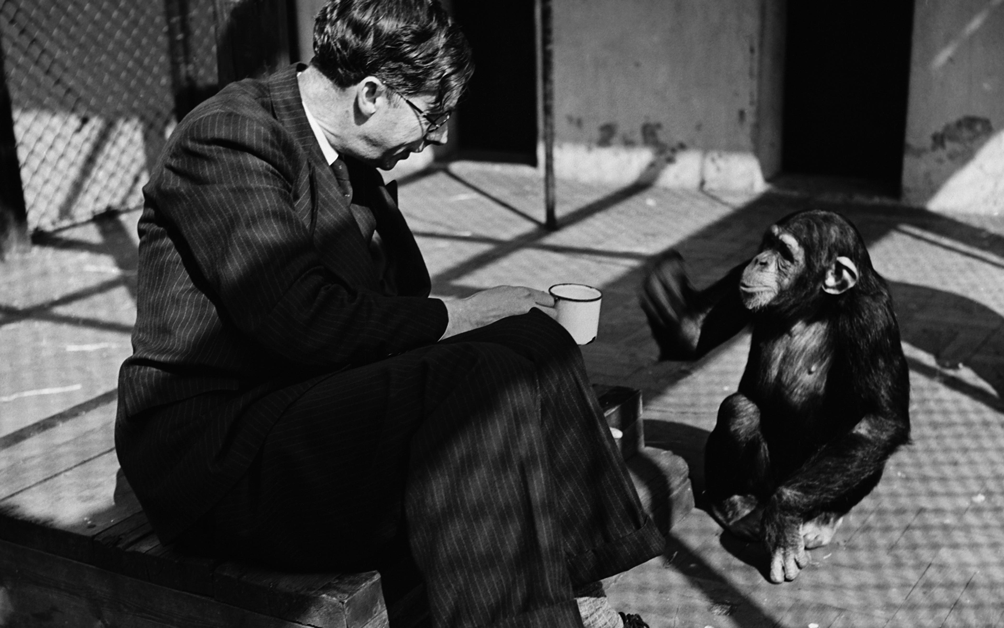 Black-and-white photo of a man in a suit holding a mug, sitting next to a chimpanzee in an enclosure.