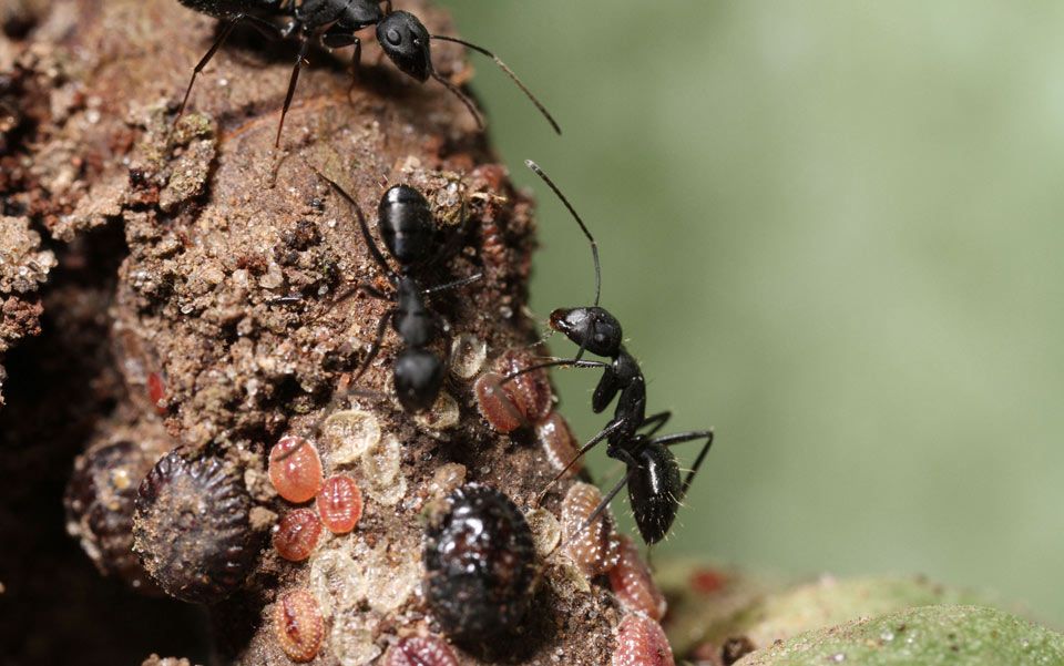 An army of ants is besieging the world s chocolate supply Aeon