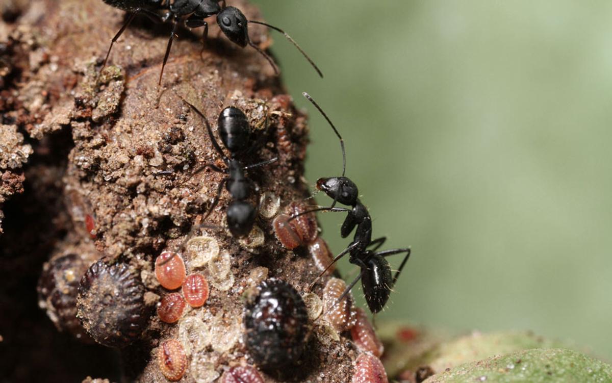 How Ants Figured Out Farming Millions of Years Before Humans - The