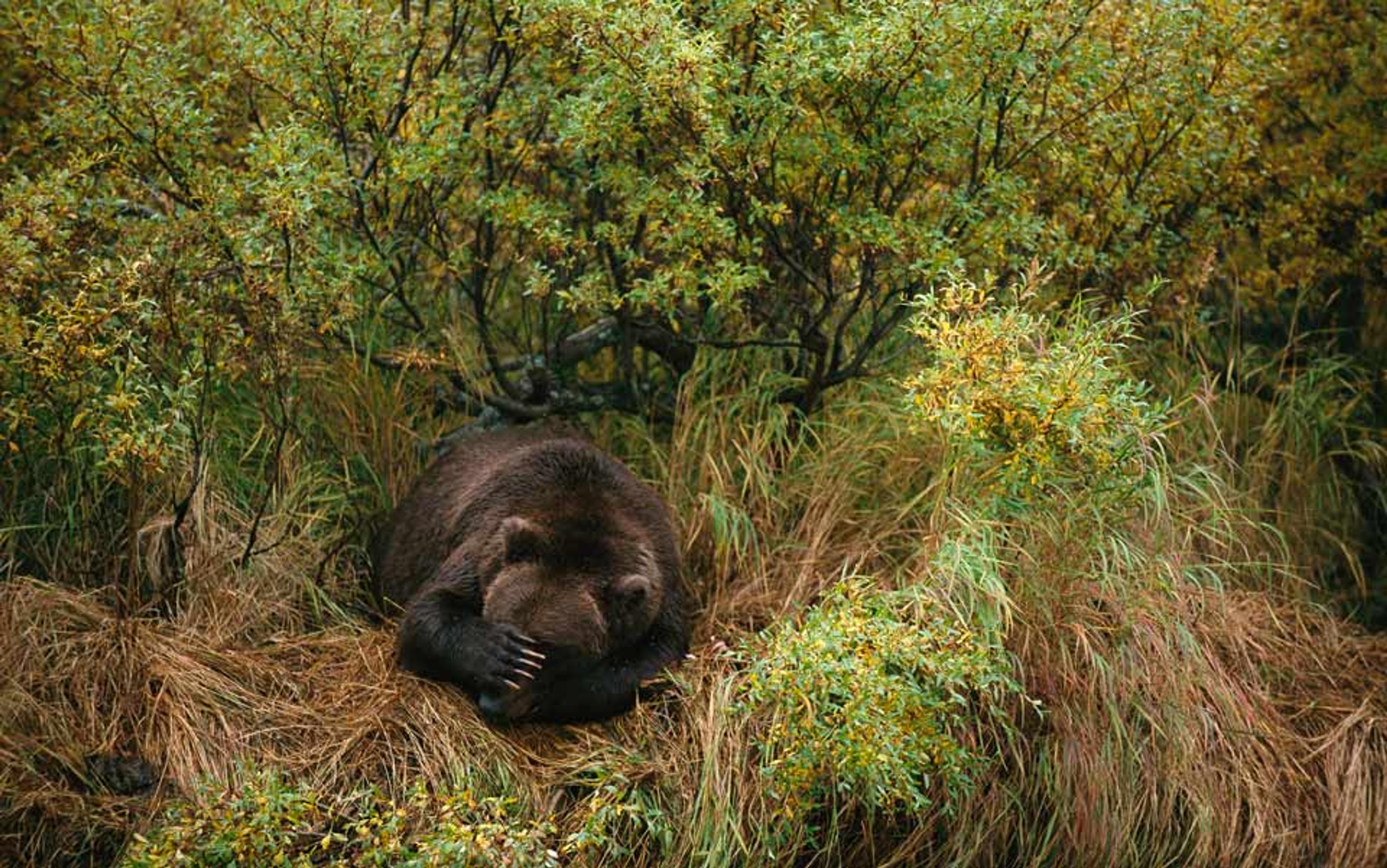 A brown bear sitting in tall grass under green shrubs, covering its face with a paw in a forest setting.
