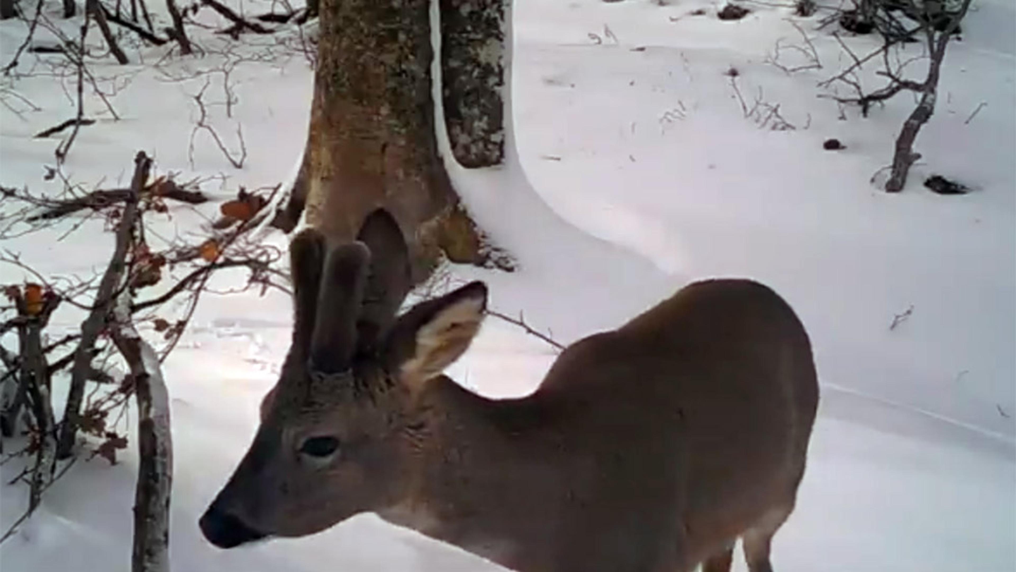 Photo of a deer in a snowy forest setting with trees and branches in the background.