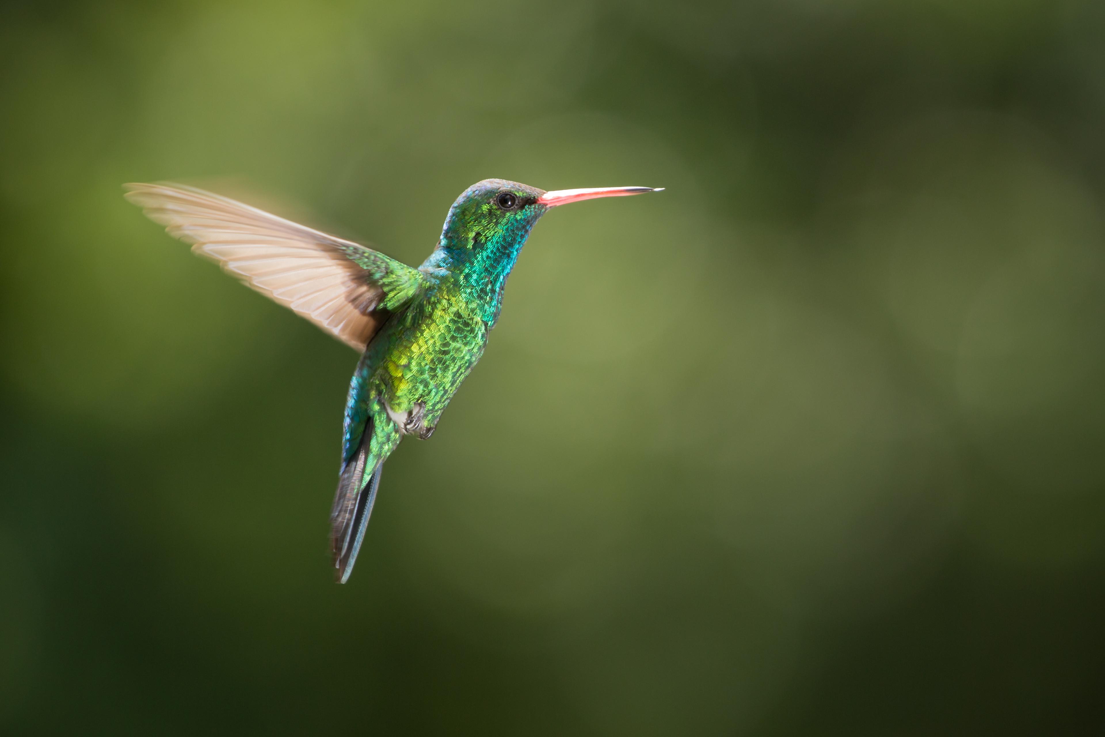 Photo of a green hummingbird with a red bill in flight against a blurred green background.