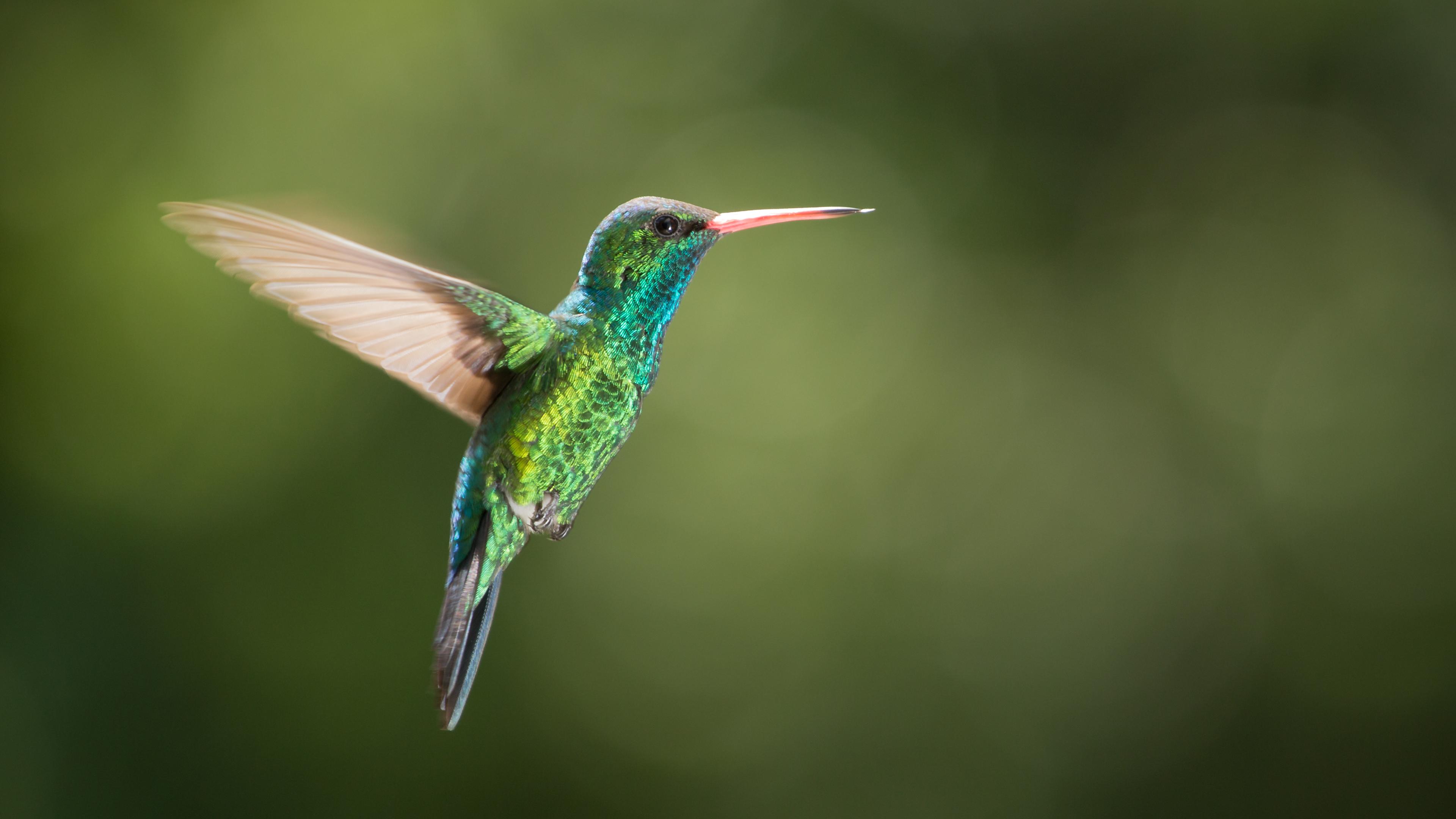 Photo of a green hummingbird with a red bill in flight against a blurred green background.
