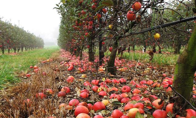 There is a simple way to improve the world’s food systems | Aeon Ideas