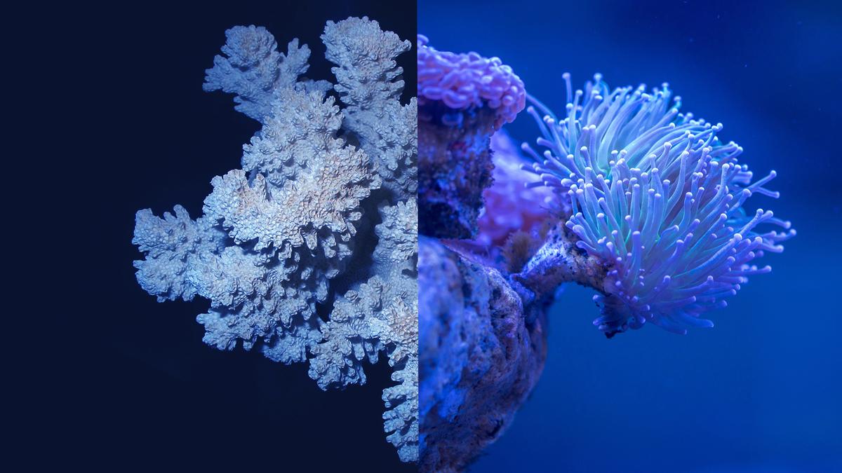 Split image showing two types of coral, a hard coral on the left and a soft coral with tentacles on the right, both in deep blue light.