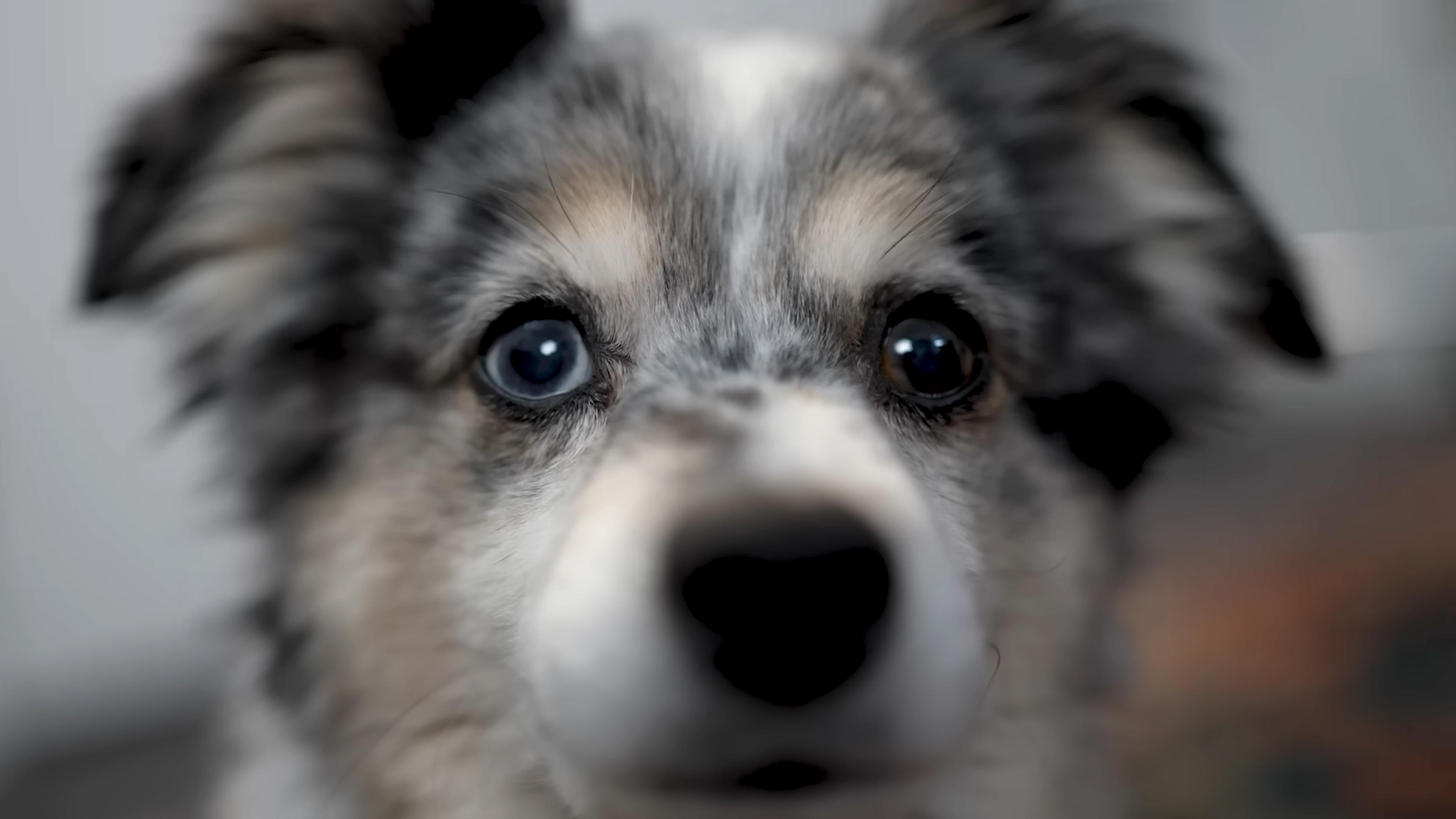 Close-up of a dog with blue and brown eyes, grey and white fur, looking directly at the camera.