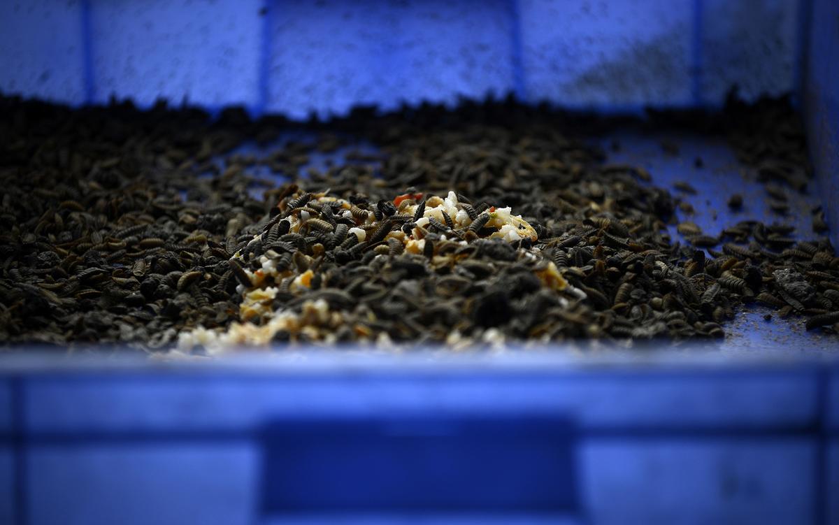 On the torment of insect minds and our moral duty not to farm them | Aeon Essays
