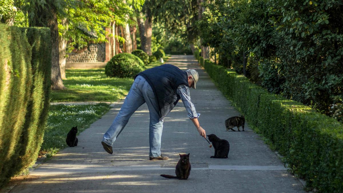 Photo of a person feeding cats on a tree-lined path, with green hedges and shadows cast by the afternoon sun.