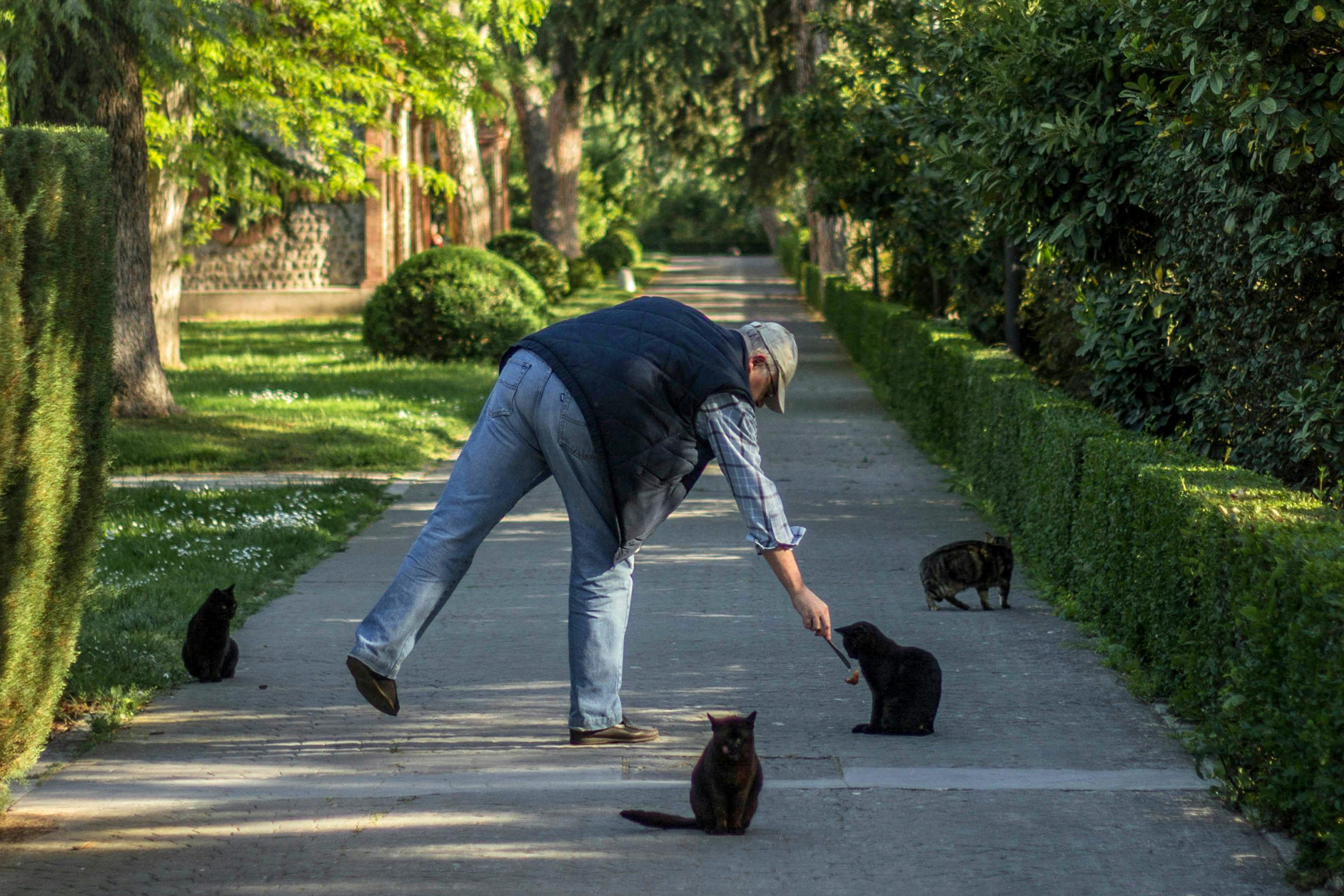 Photo of a person feeding cats on a tree-lined path, with green hedges and shadows cast by the afternoon sun.