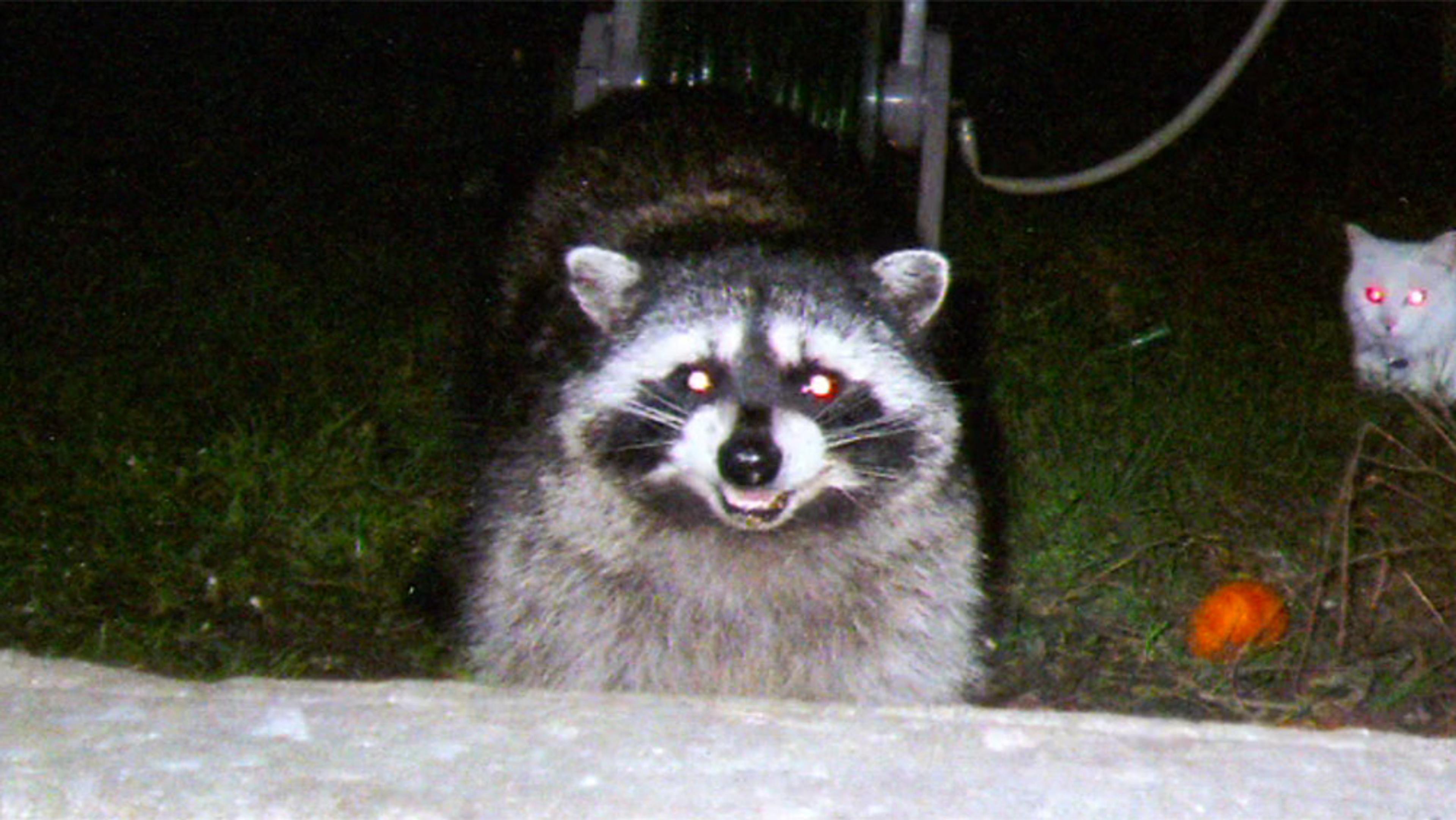 A raccoon at night with glowing eyes, standing on grass; a cat with glowing eyes is in the background.
