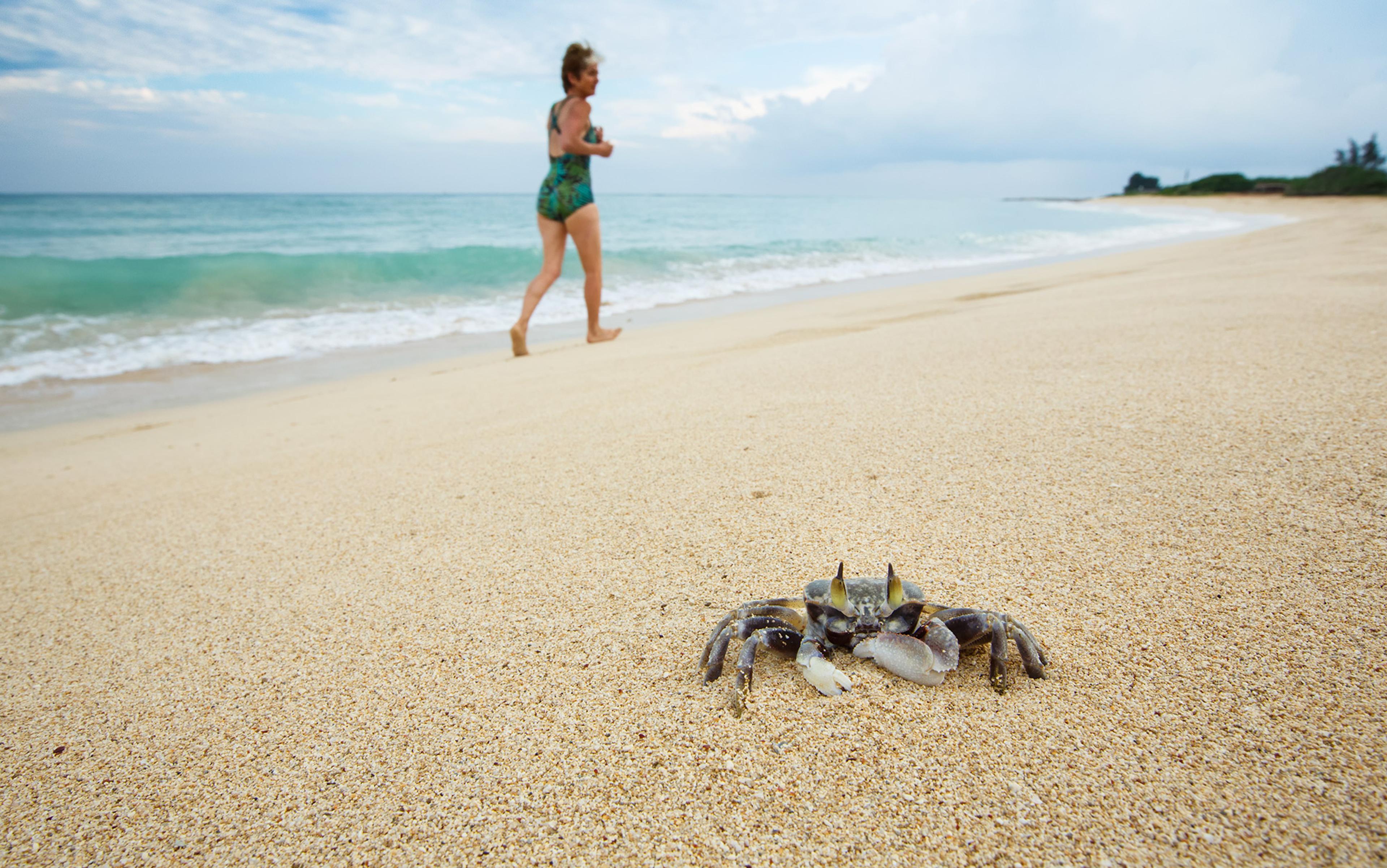 A crab is seen on a sandy beach. In the background and out of focus is a woman in a swimsuit