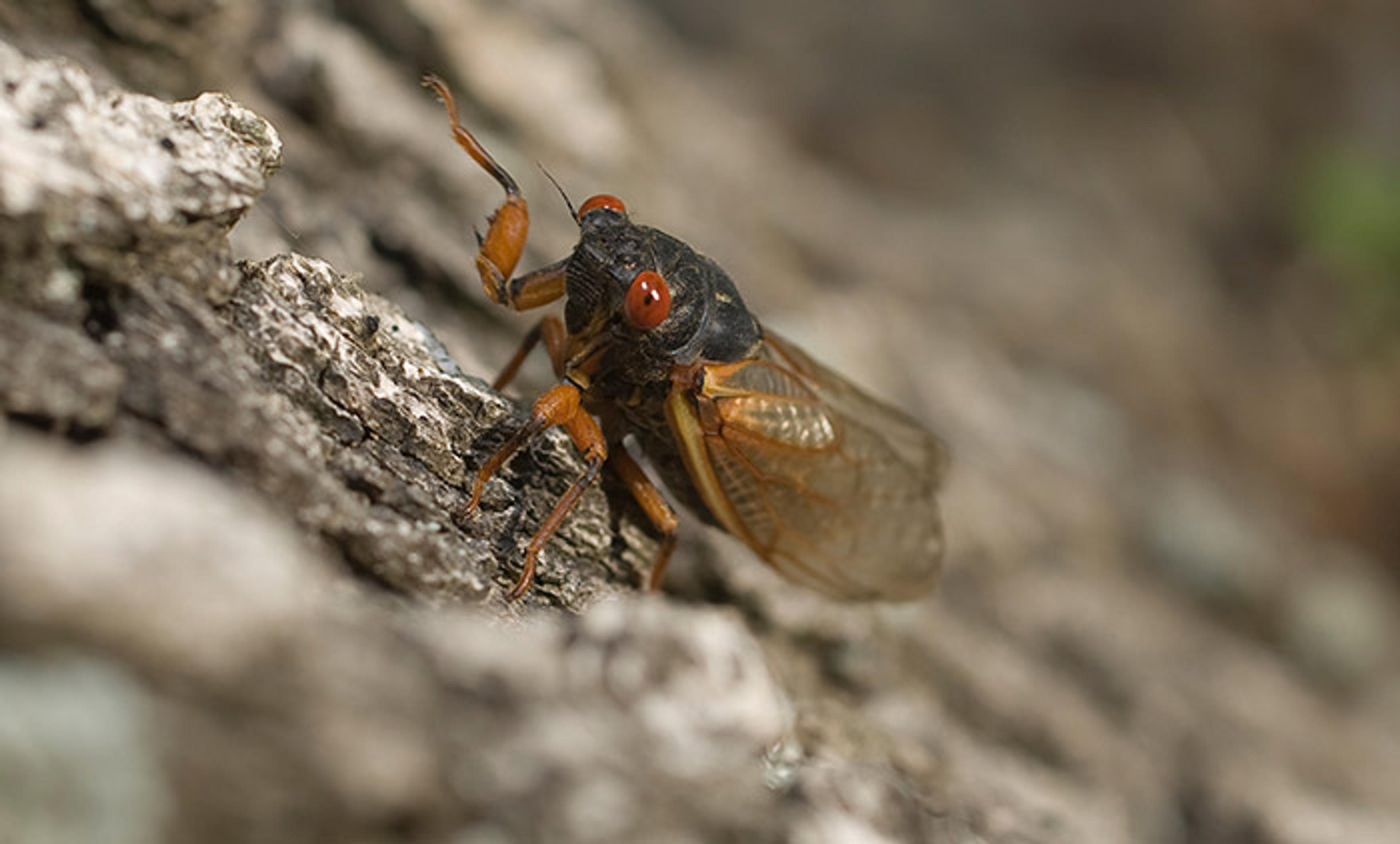 A cicada with reddish eyes and translucent wings, perched on rough tree bark in a natural outdoor setting.