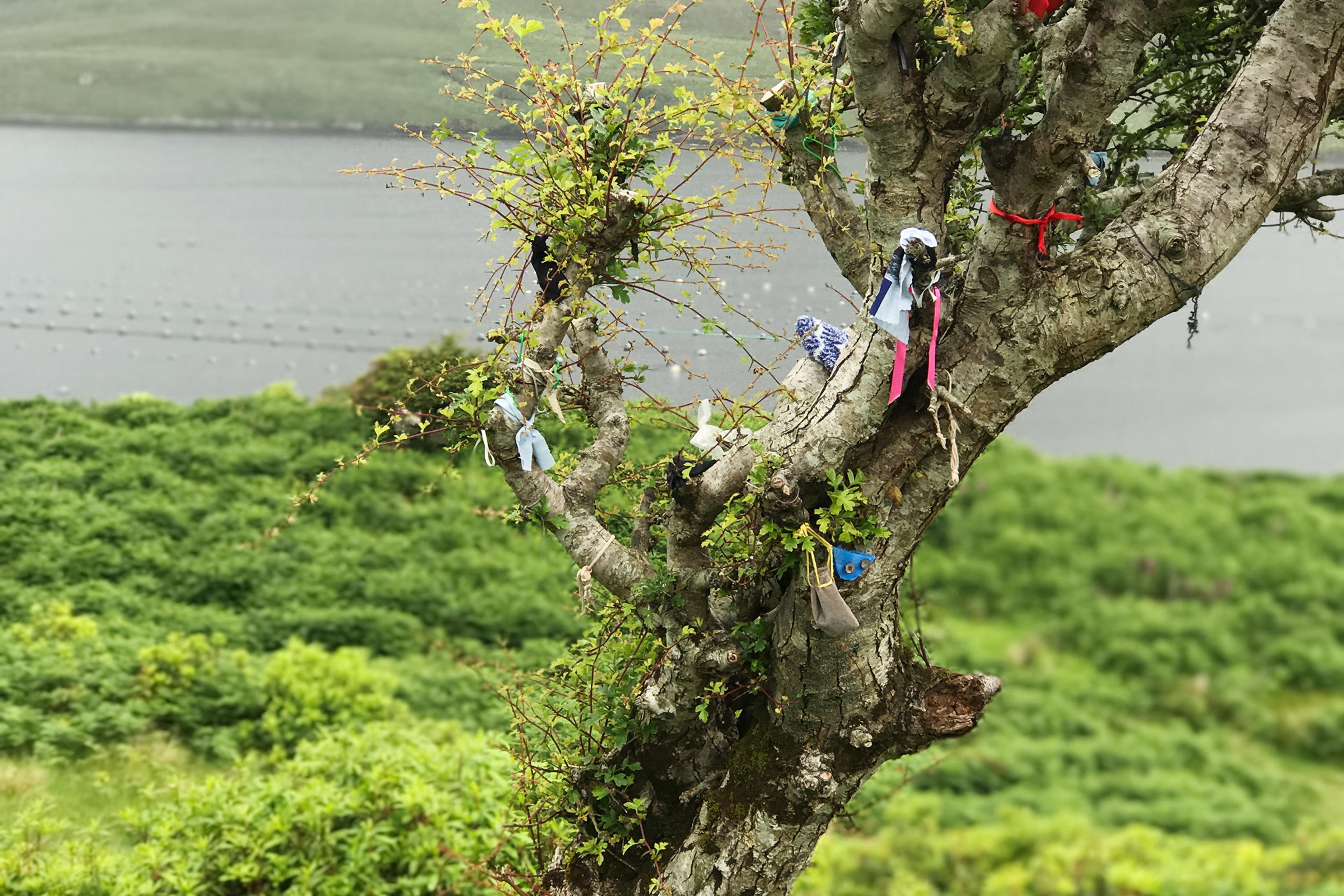 Photo of a tree with colourful ribbons and items tied to its branches overlooking a misty lake and green landscape.