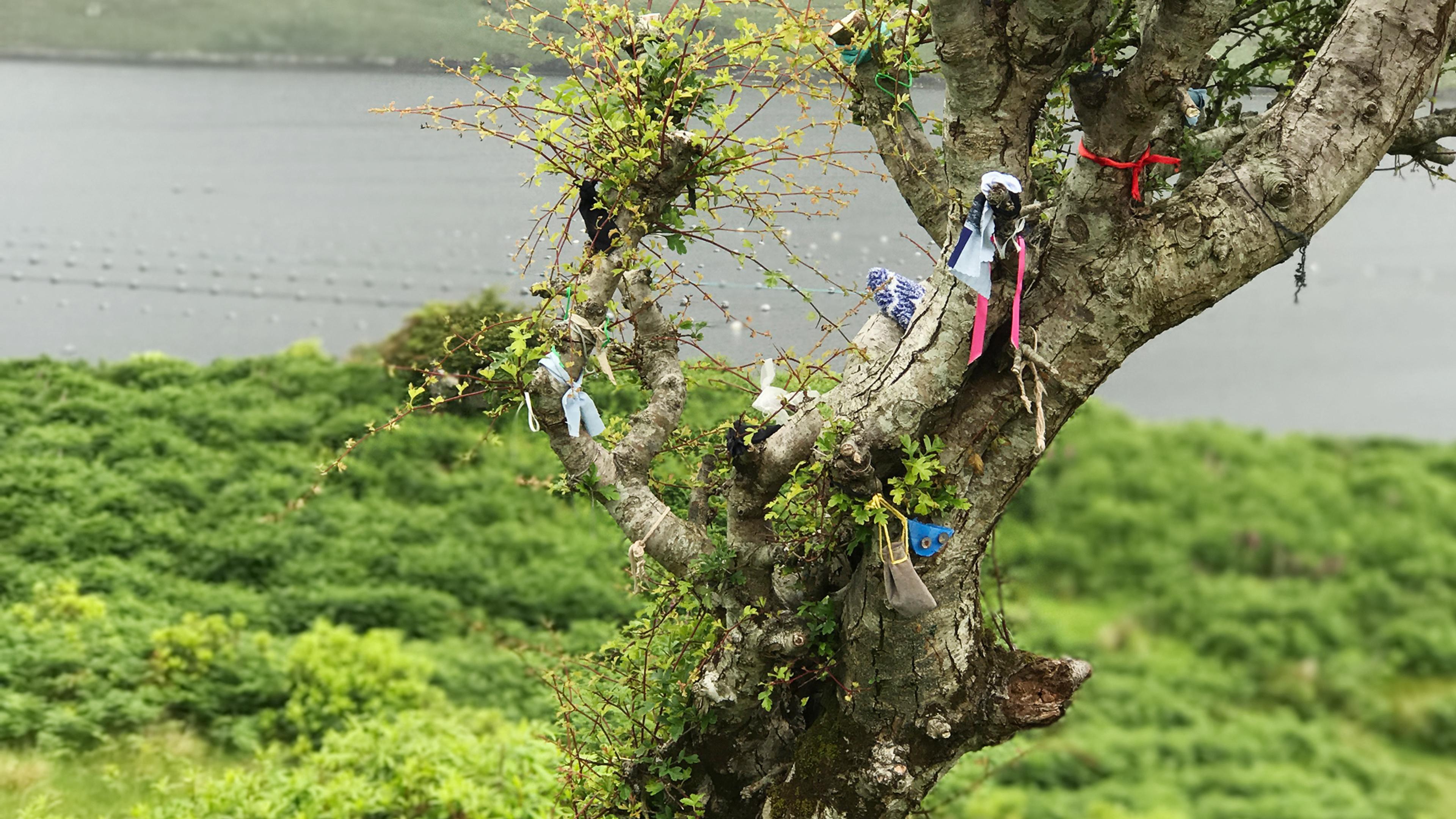 Photo of a tree with colourful ribbons and items tied to its branches overlooking a misty lake and green landscape.