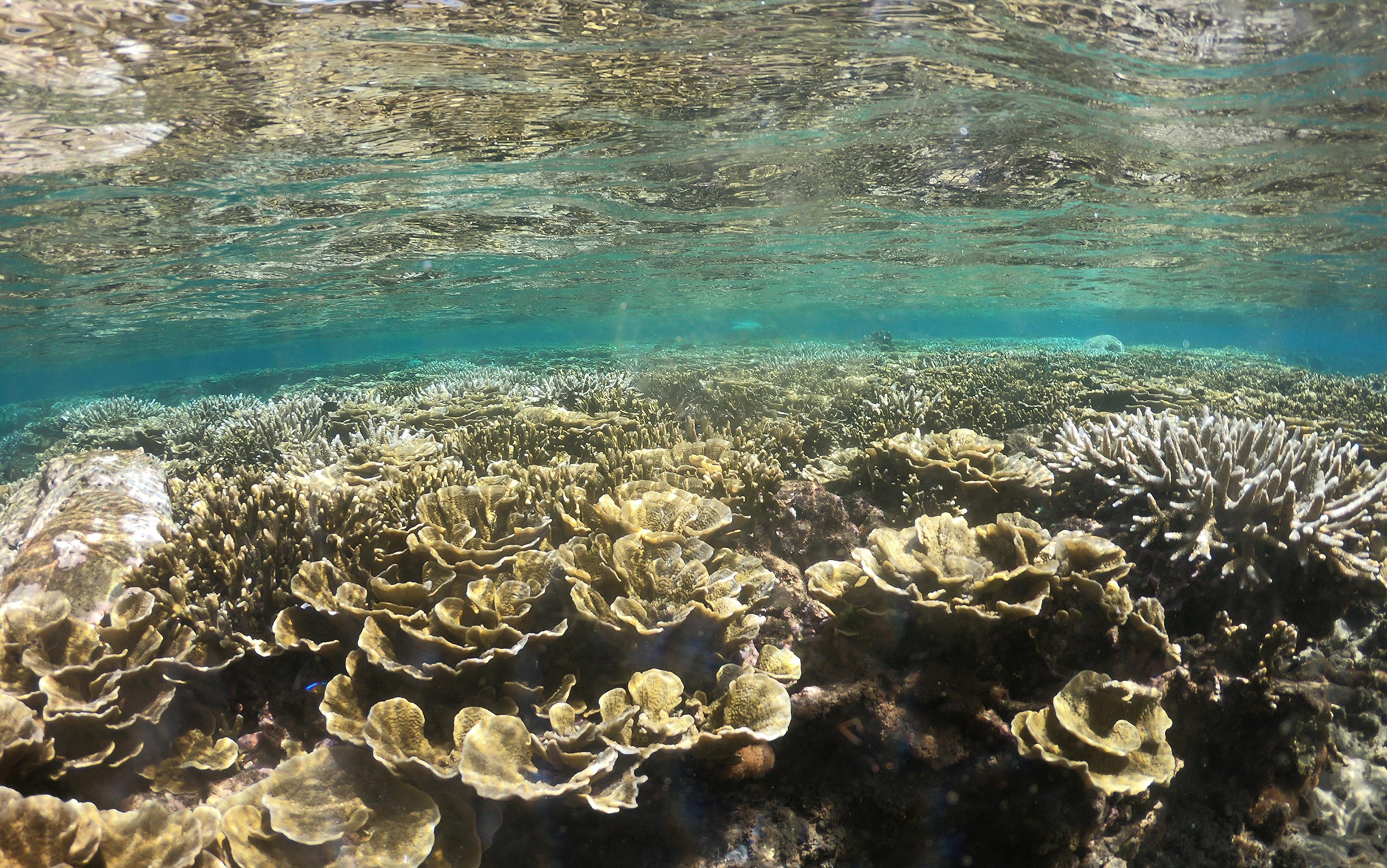 Coral Reefs and Corals