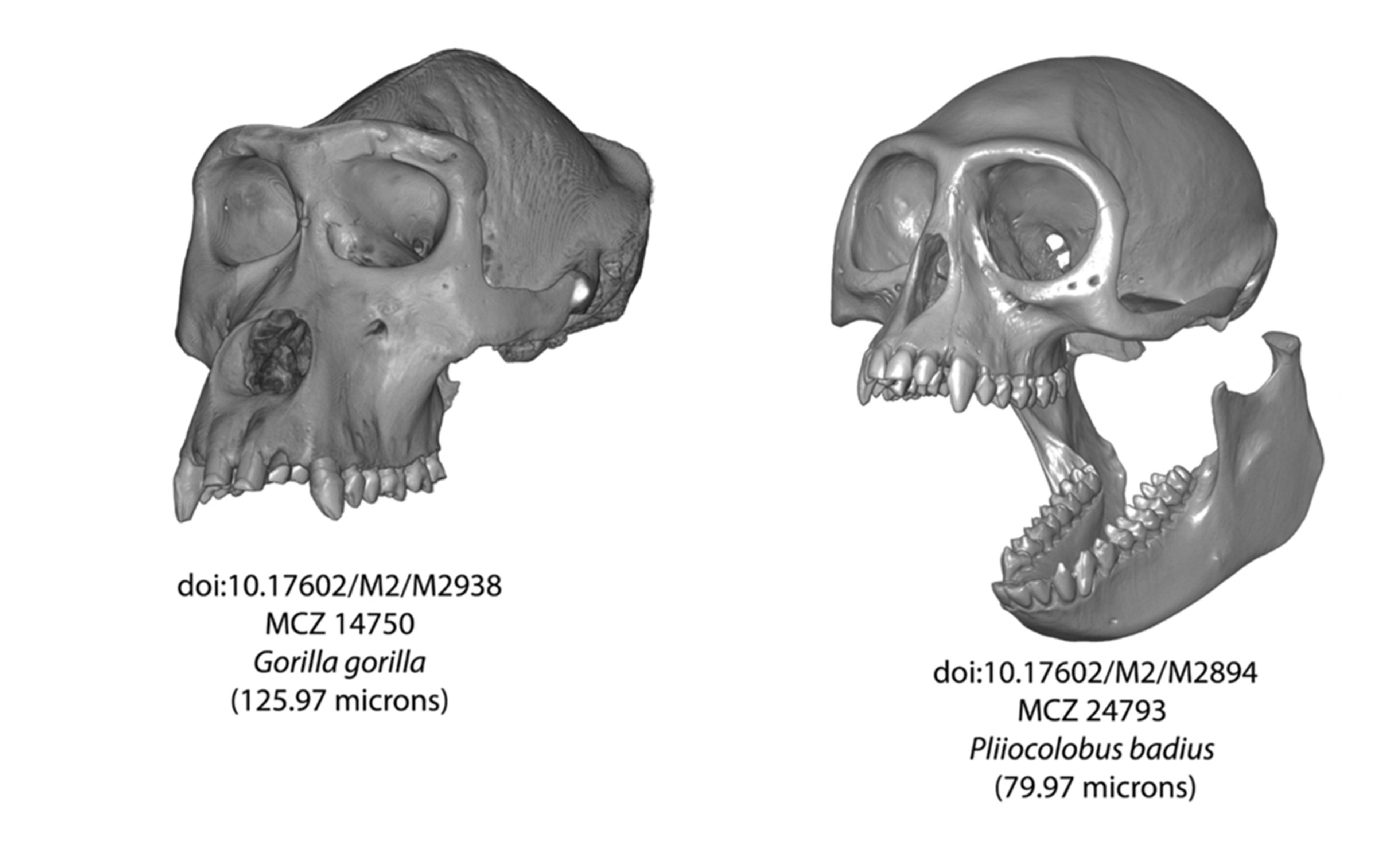 3D scans of skulls: left a Gorilla gorilla, right a Piliocolobus badius. Text includes identifiers and scan resolutions.
