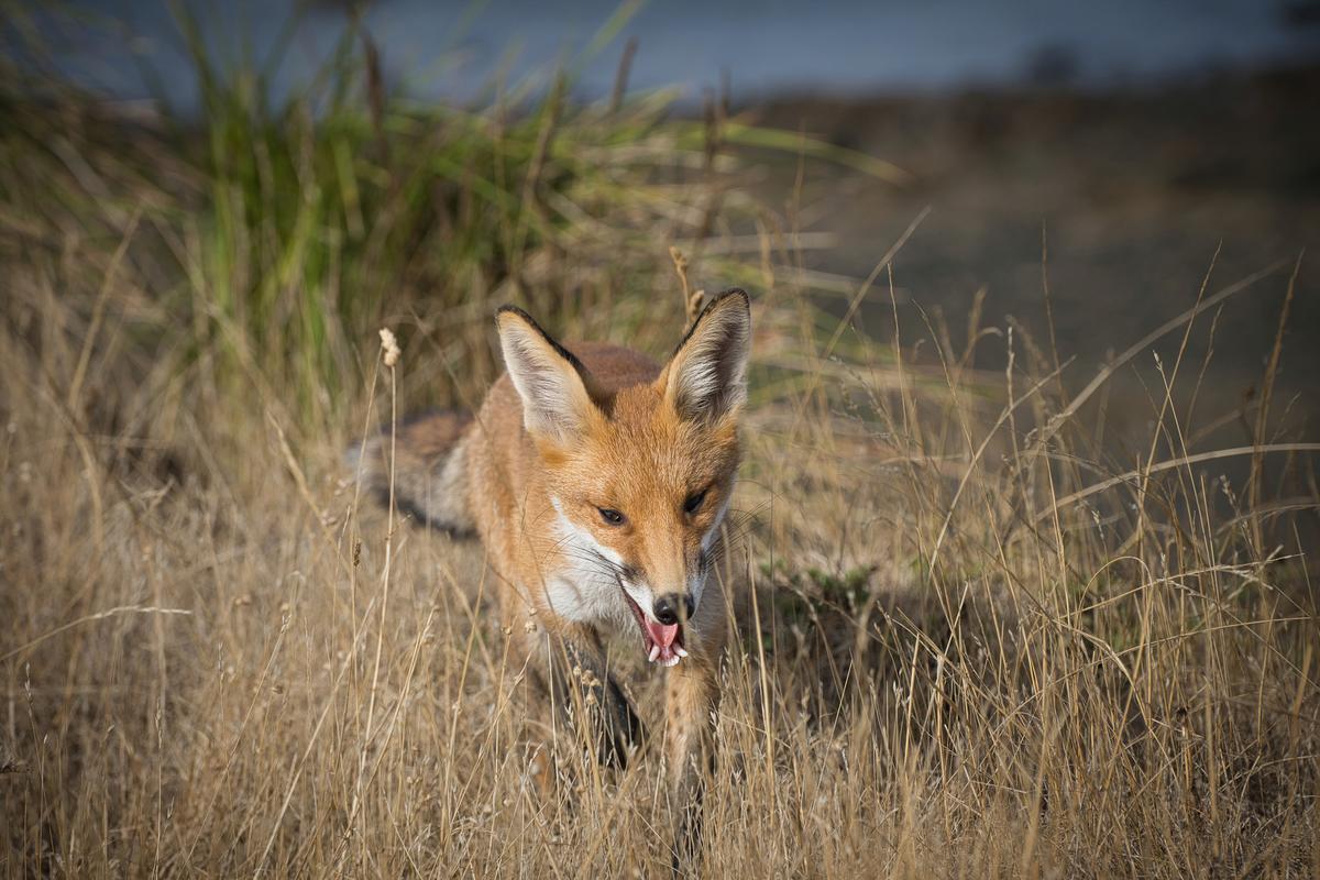 Ecology’s war on ‘invasive’ species isn’t science | Aeon Essays