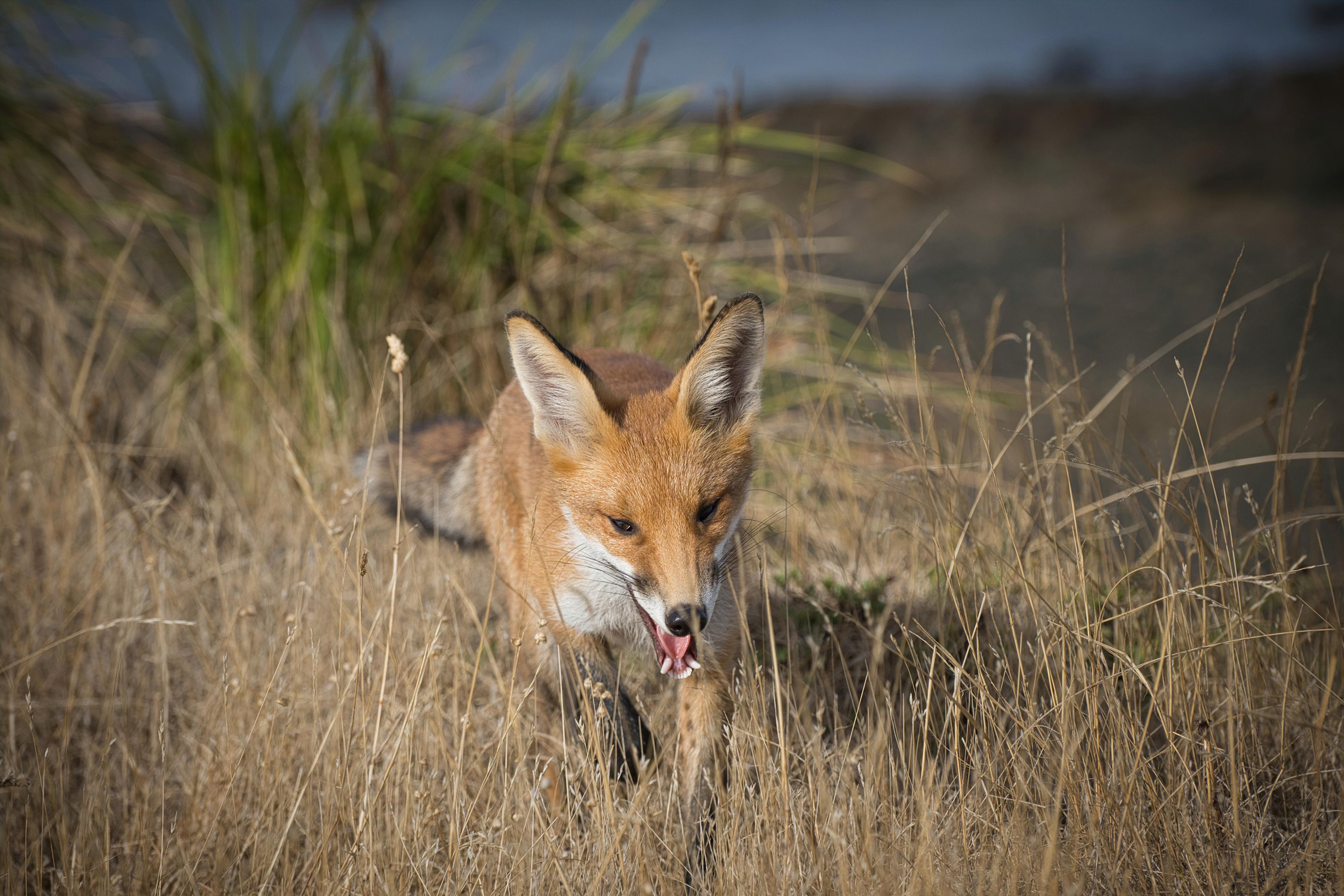 A fox walking through dry grass in a natural setting with its mouth open and ears perked up.