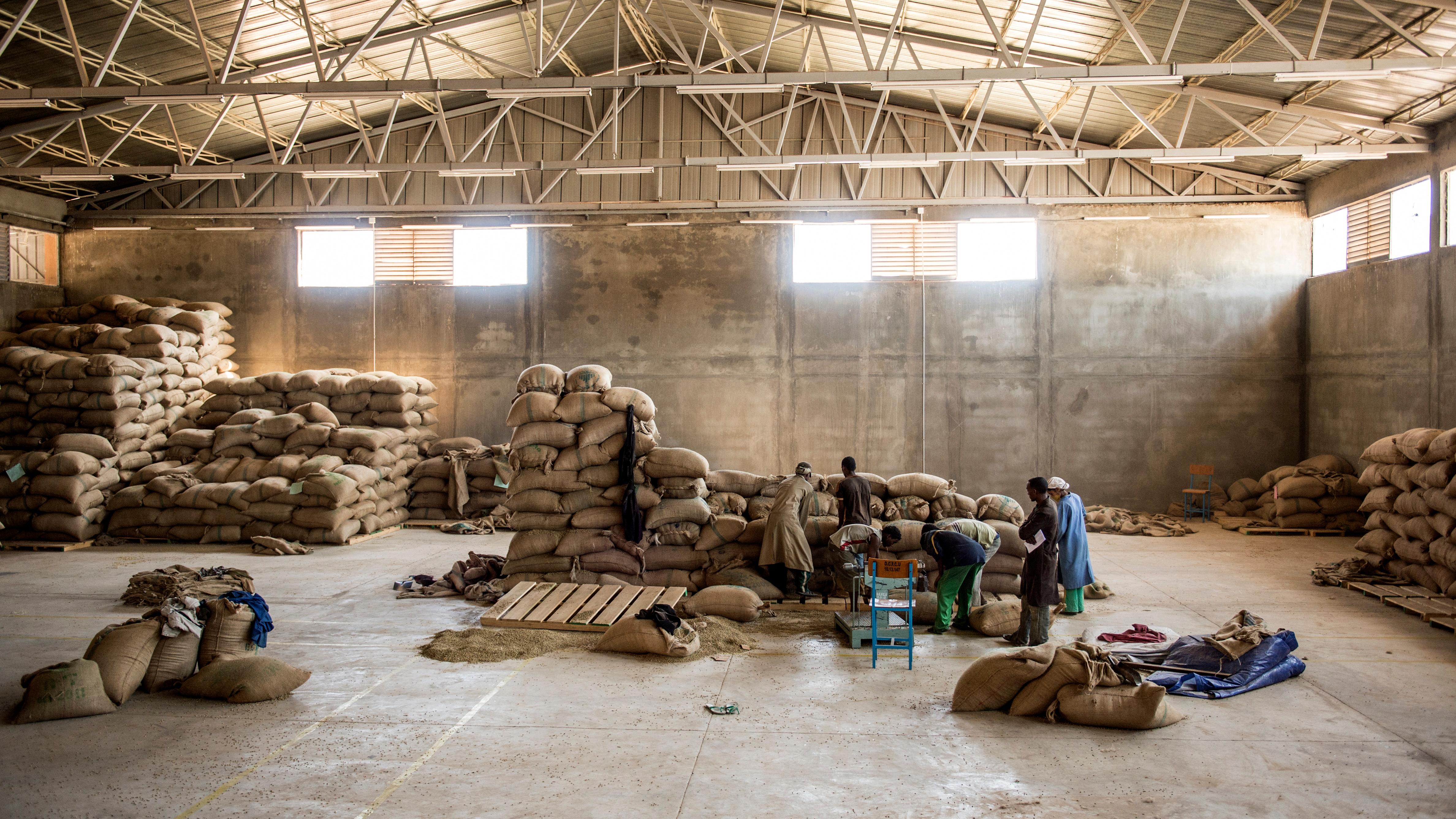 Workers in a warehouse stacking large burlap sacks with grain on the floor and more sacks piled against the walls.